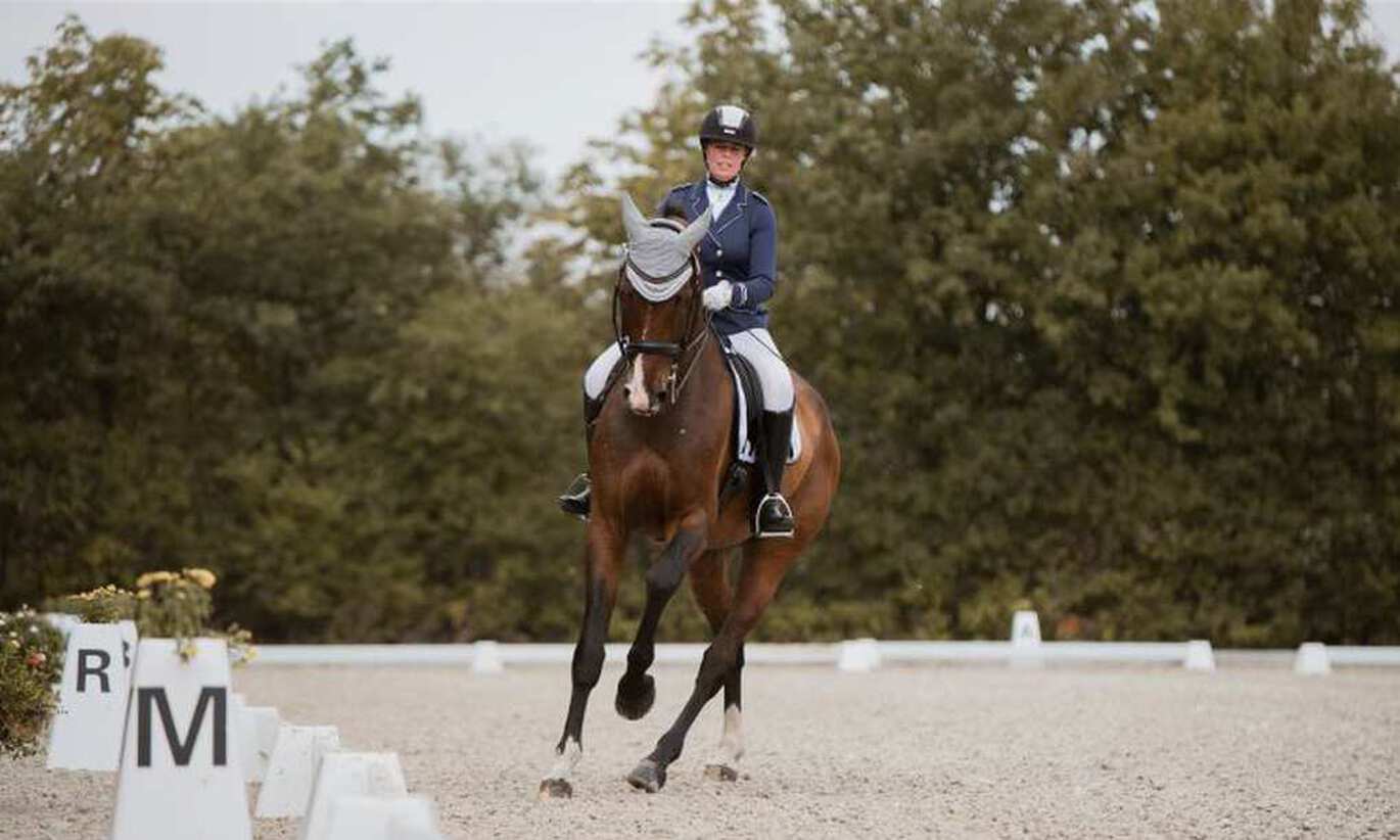 Hästens utbildningsskala