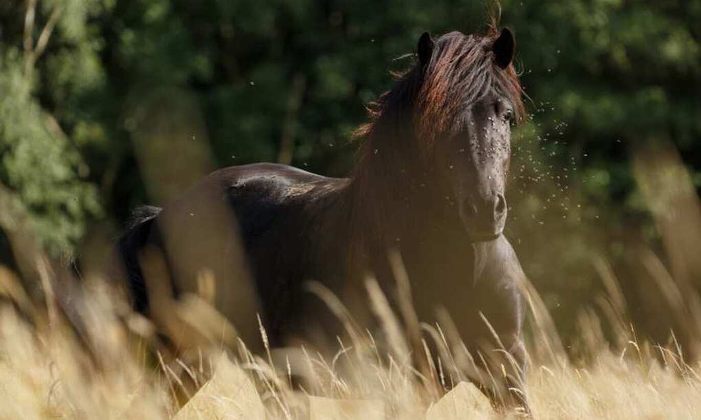 Sommareksem behandling och symptom