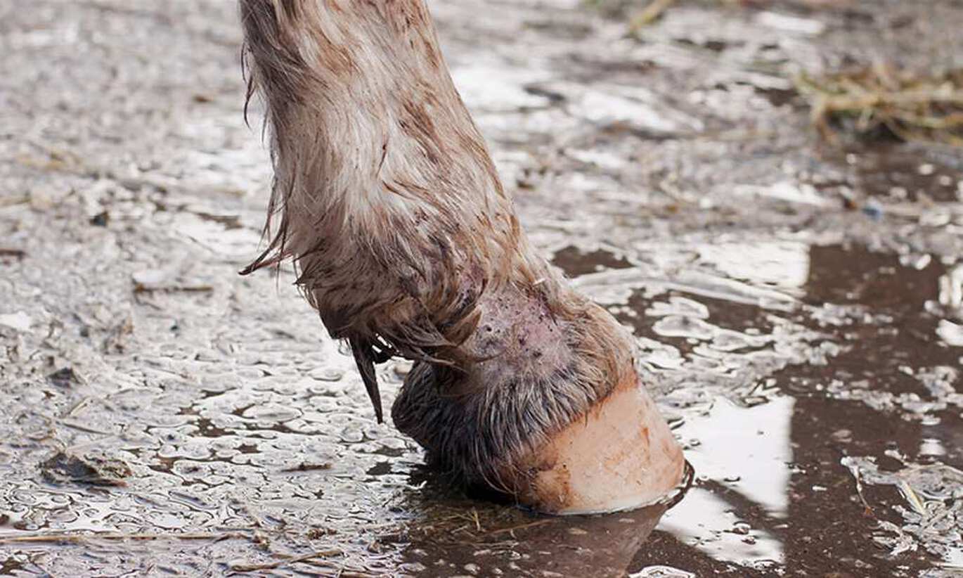 Mugg hos hästar - symptom och behandling