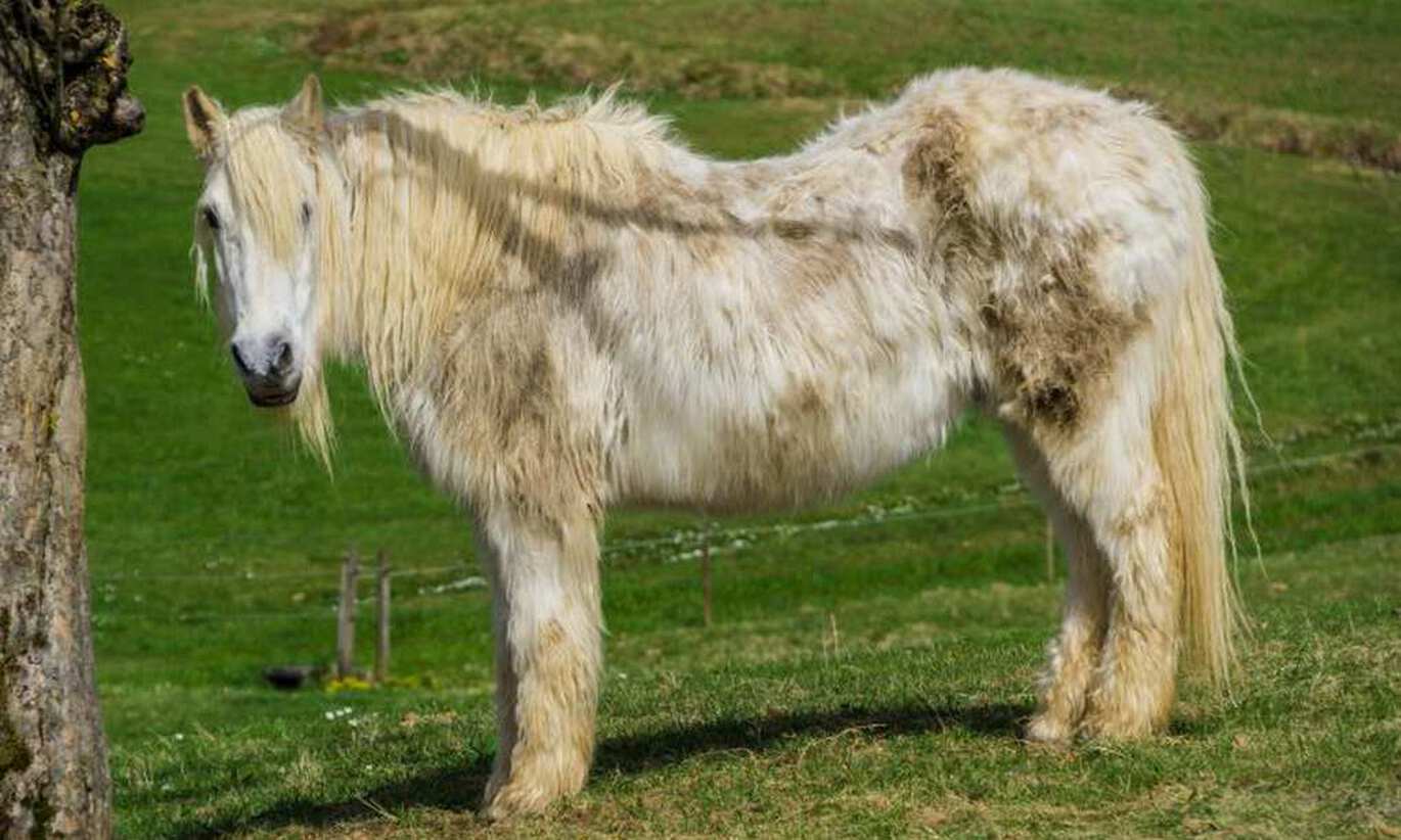 Cushings syndrom & PPDI hos häst