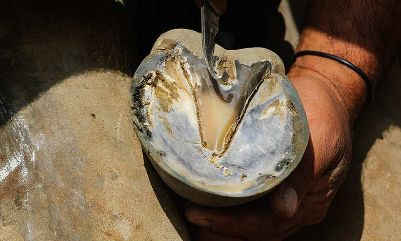 Effektivt behandling av strålröta hos hästar