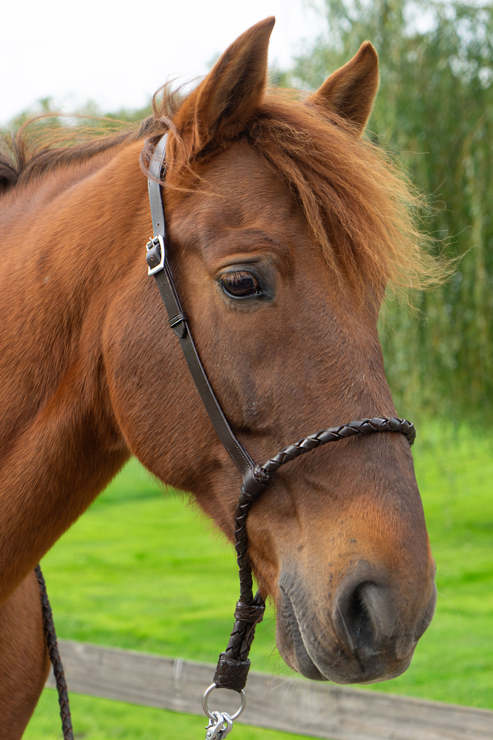 F.R.A. Freedom Riding Articles Bosal Tigo  