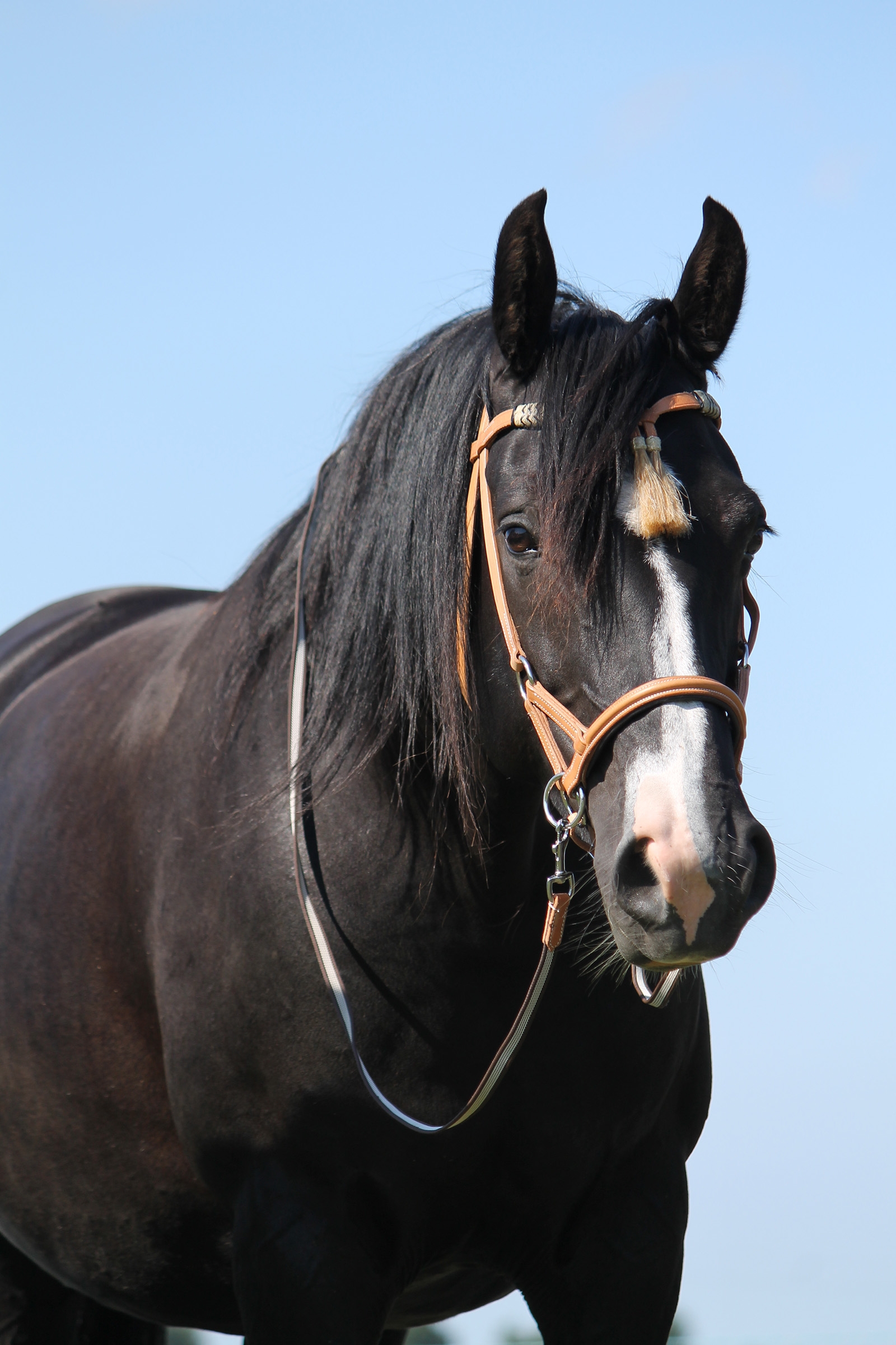 F.R.A. Freedom Riding Articles Shango sidepull (System 3) Western-look, läder