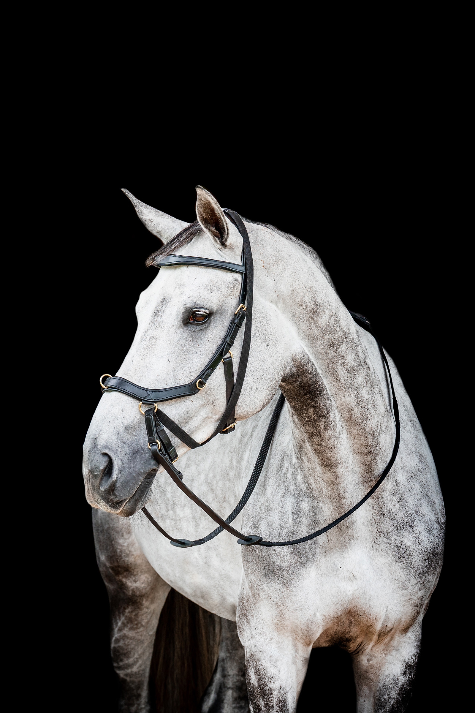 Black Horseware Micklem 2 Multi Tr&auml;ns