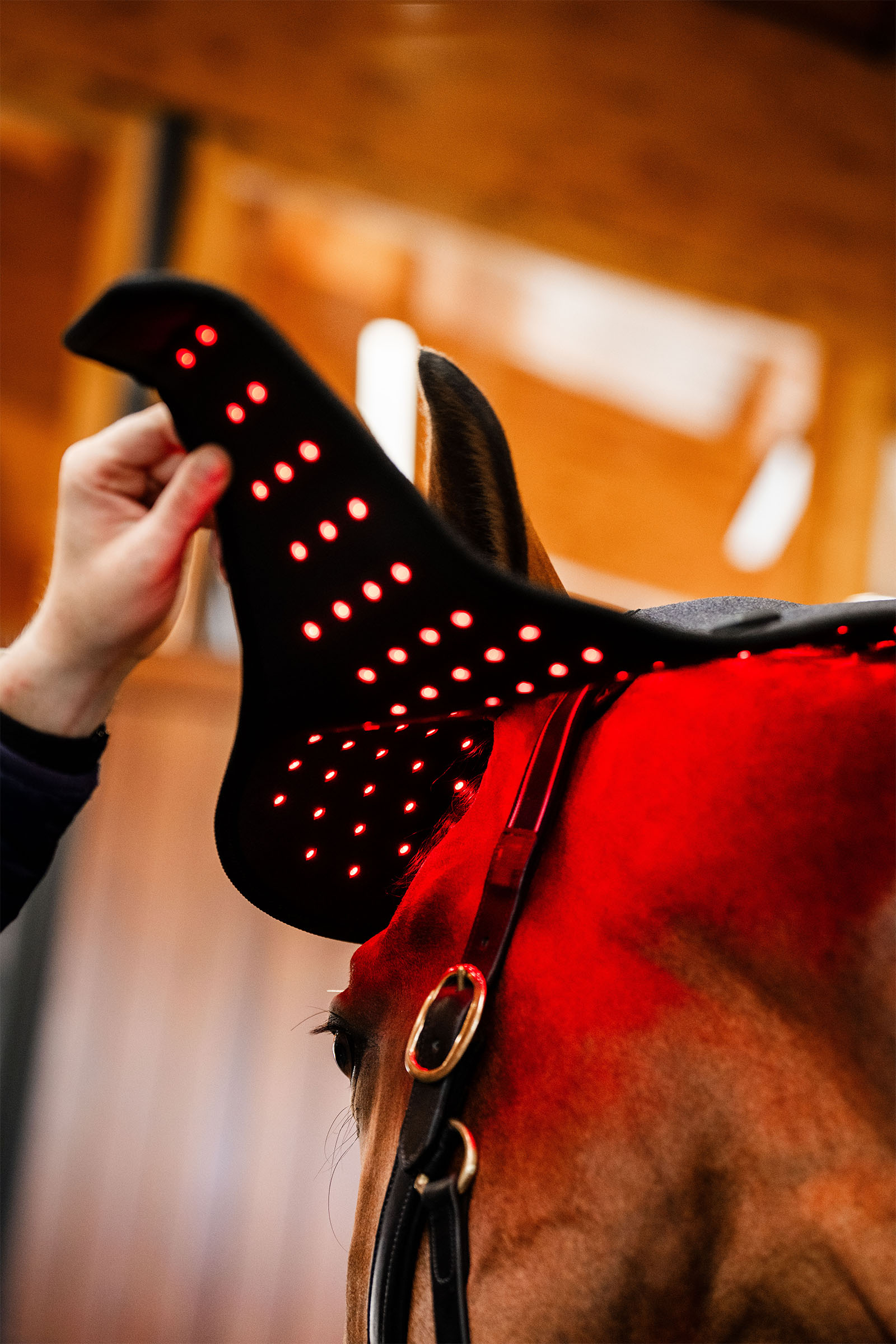 Horseware LED-rött ljusterapi nackmössa