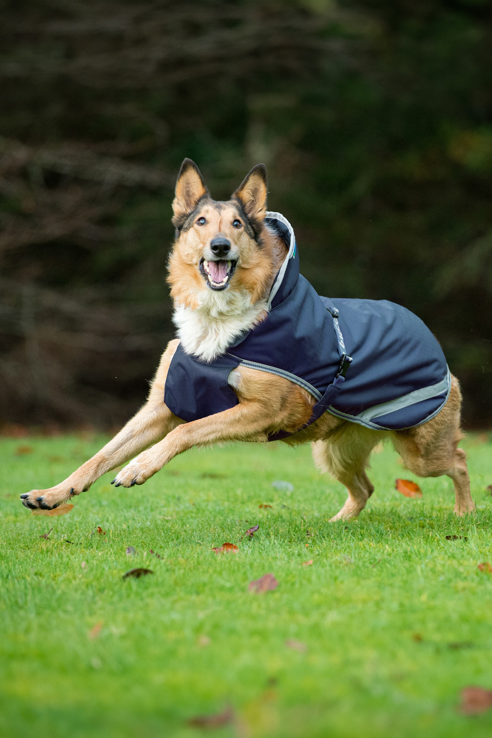 Bucas Freedom hundtäcke, 300g (50-75 cm)