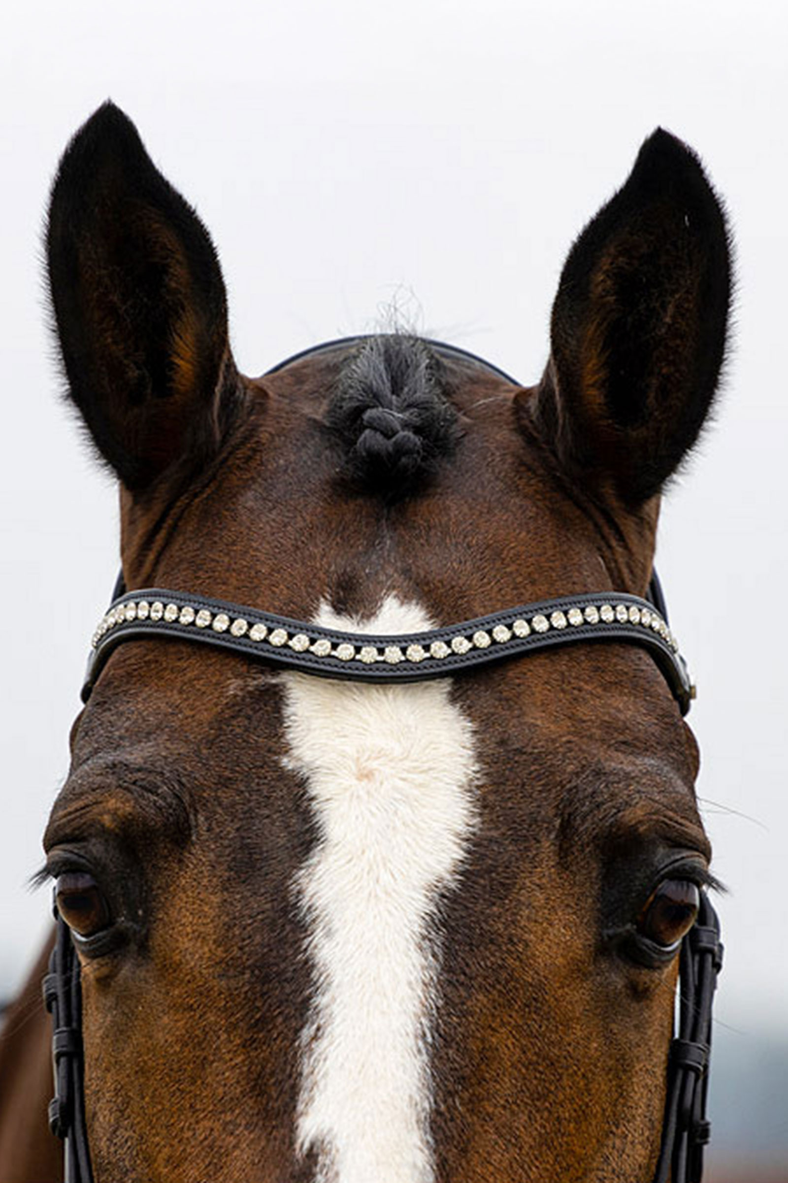 Trust Equestrian Verden Large Crank Noseband Bridle