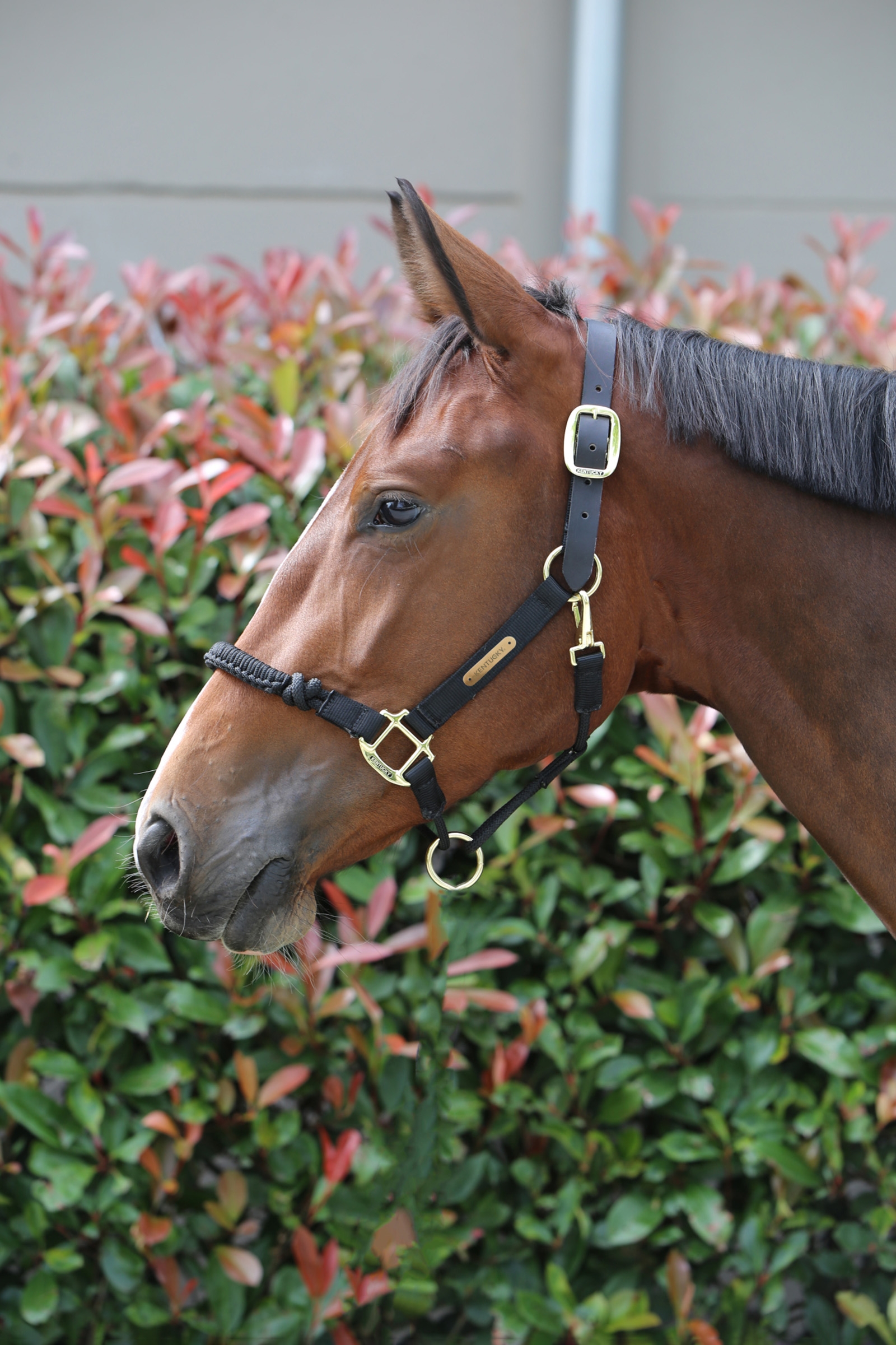 Kentucky Horsewear Control grimma