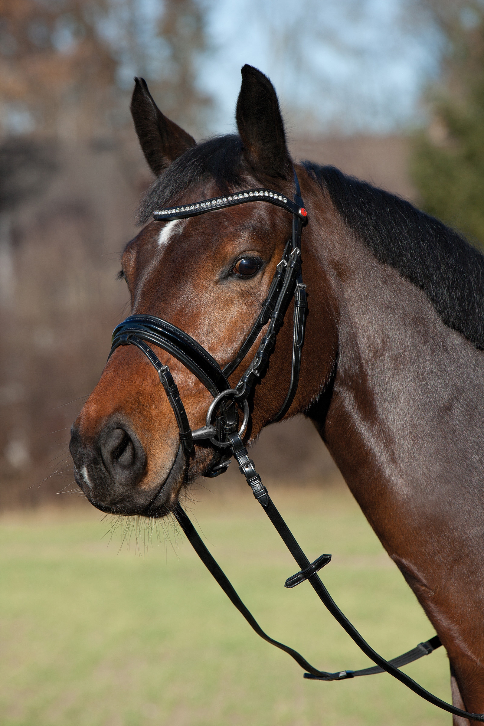 Black/Chrome Kieffer Comfort Paris Bridle