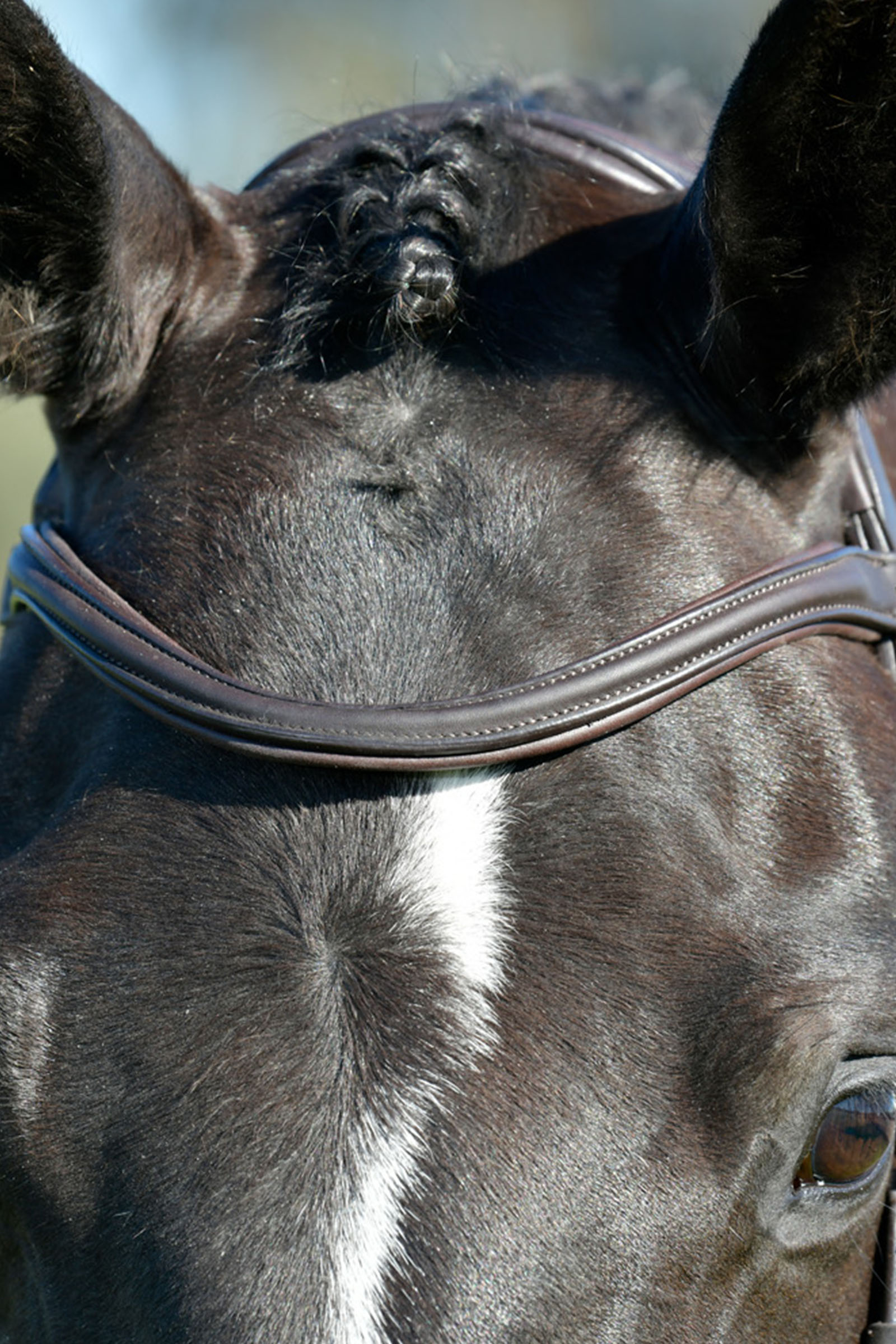 Collegiate Comfitec Opulux enkel vadderad tr&auml;ns med kombinerad hannoveransk nosgrimma