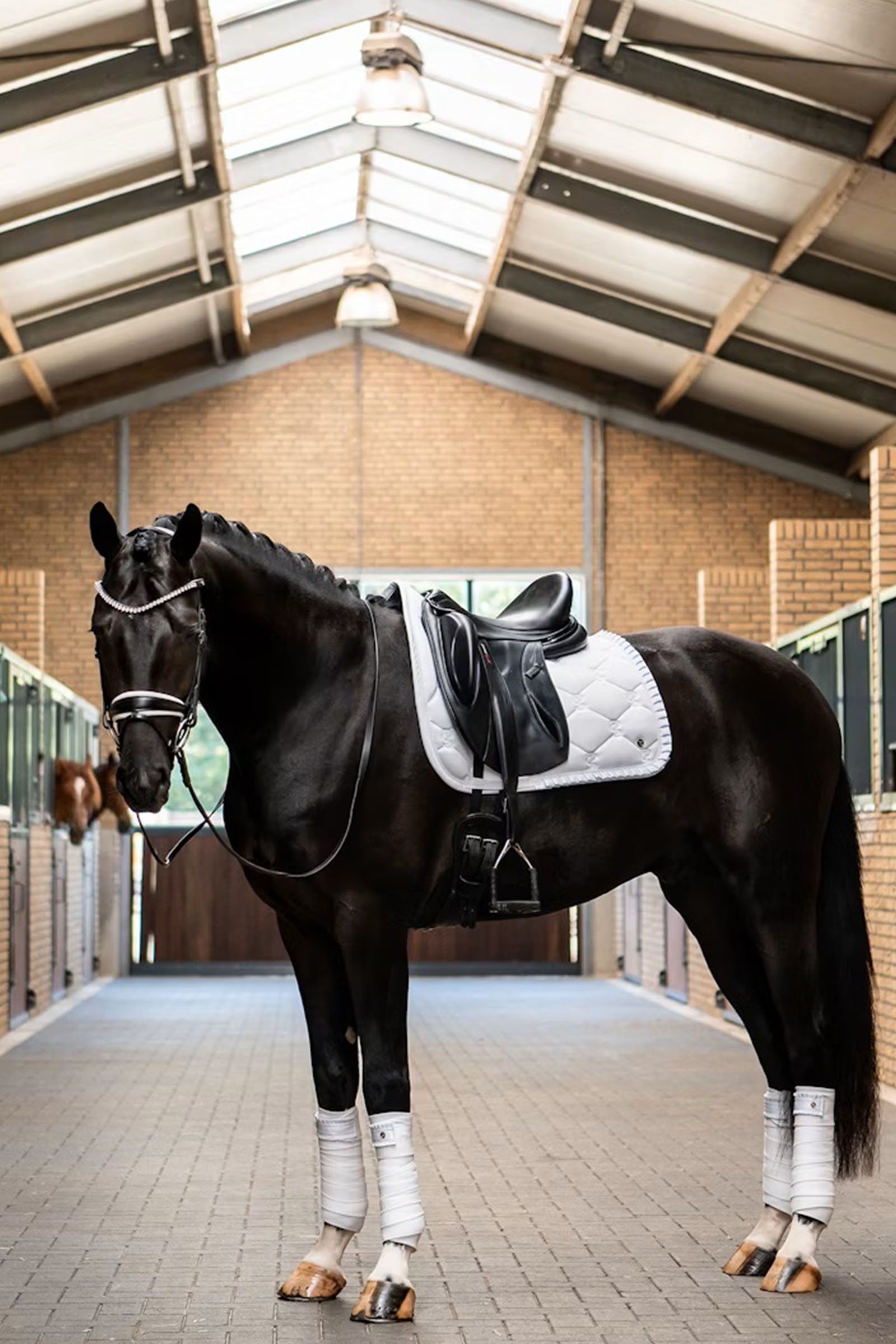 PS of Sweden dressyrschabrak Ruffle