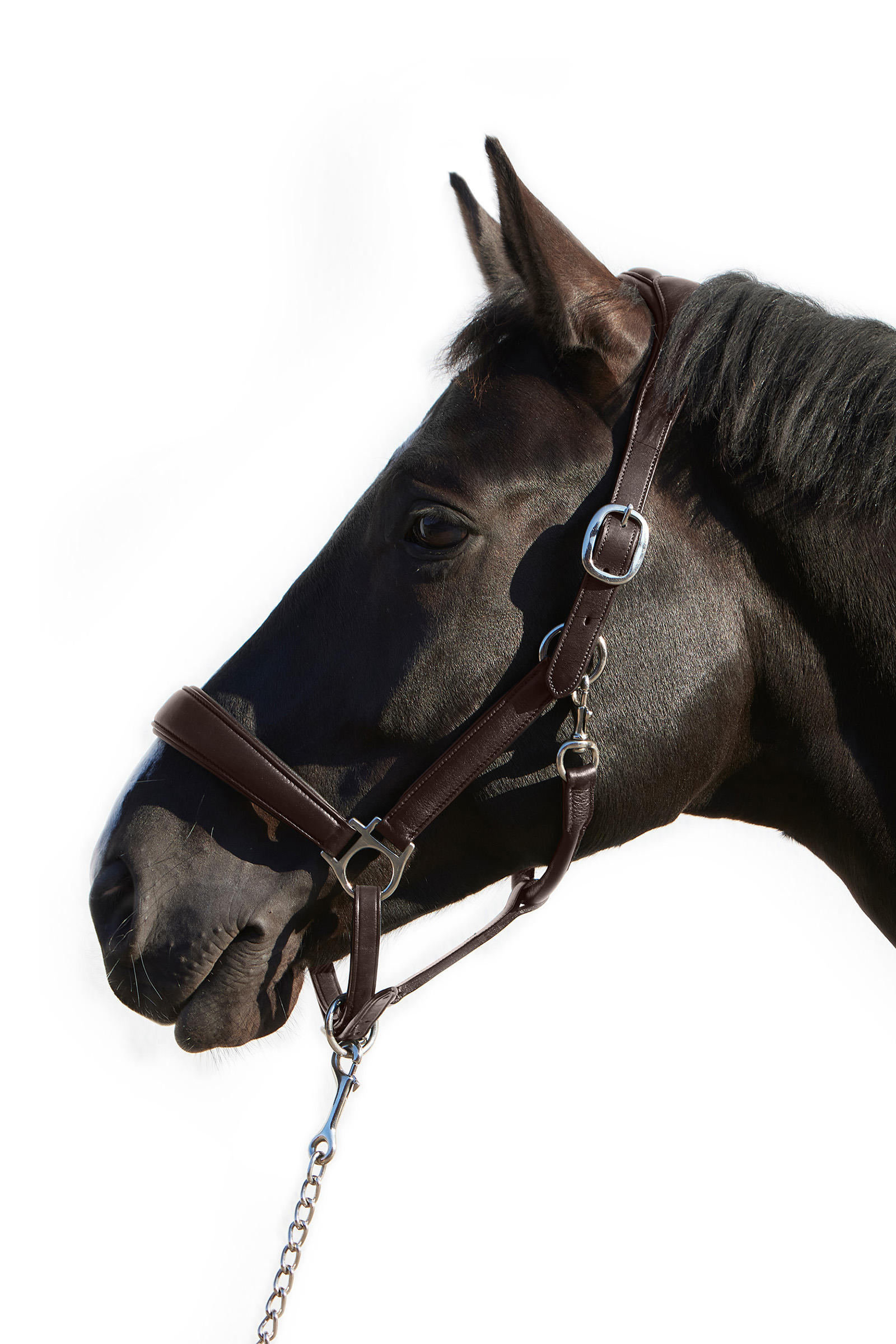 Brown Kieffer Ultrasoft® Deluxe Leather Headcollar