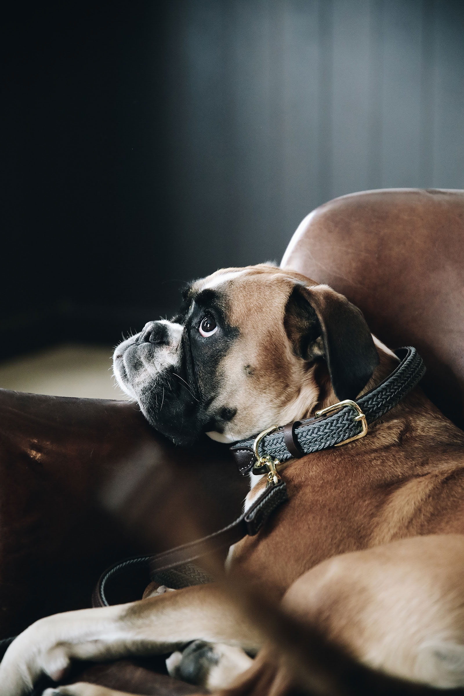 Kentucky flätat hundhalsband i nylon