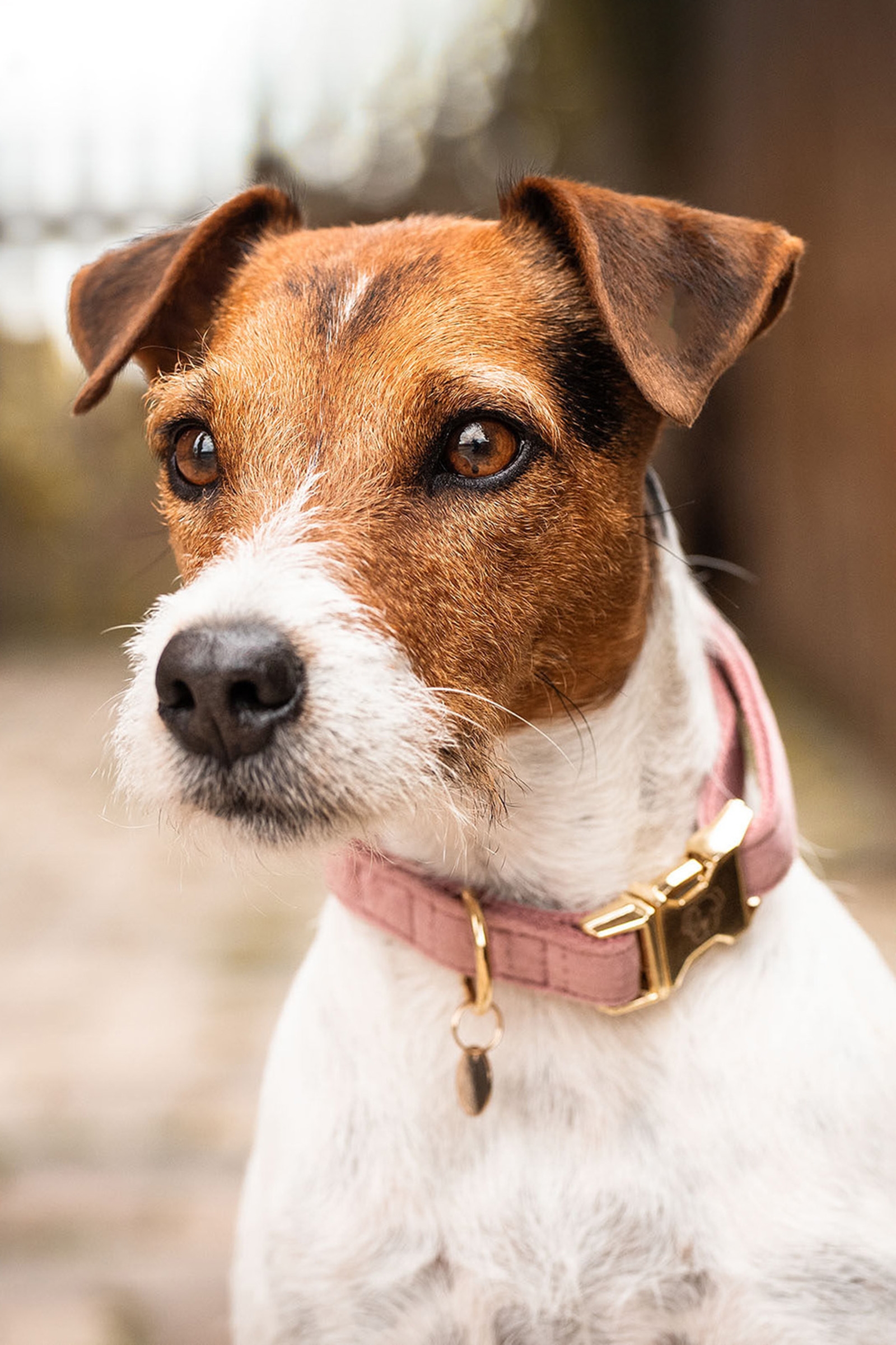 Raspberry Pink Kentucky Dogwear Dog Velvet hundhalsband