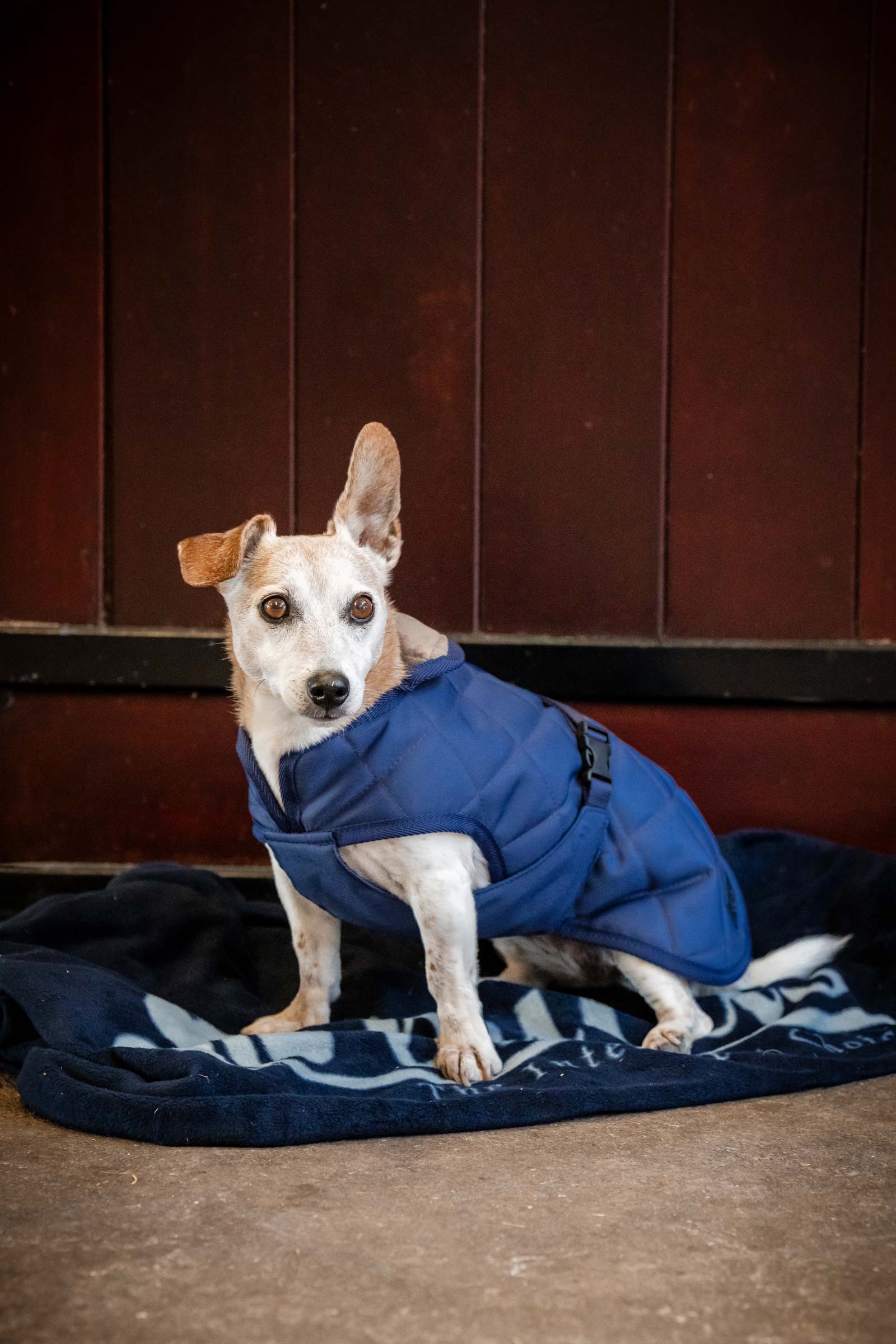 Bucas Mysig Hundt&auml;cke