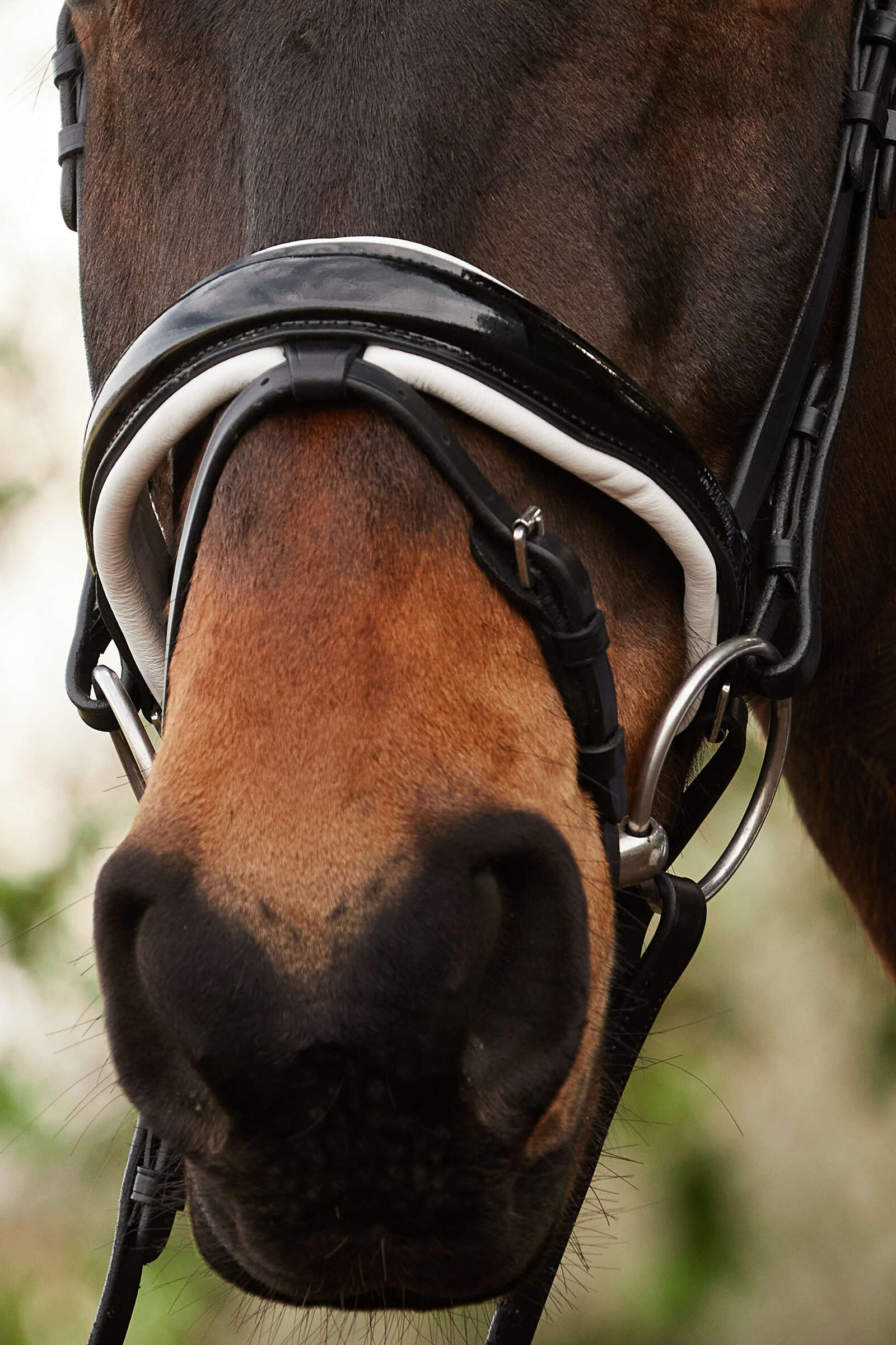 Kavalkade Charlotte dressyrträns med aachen-nosgrimma