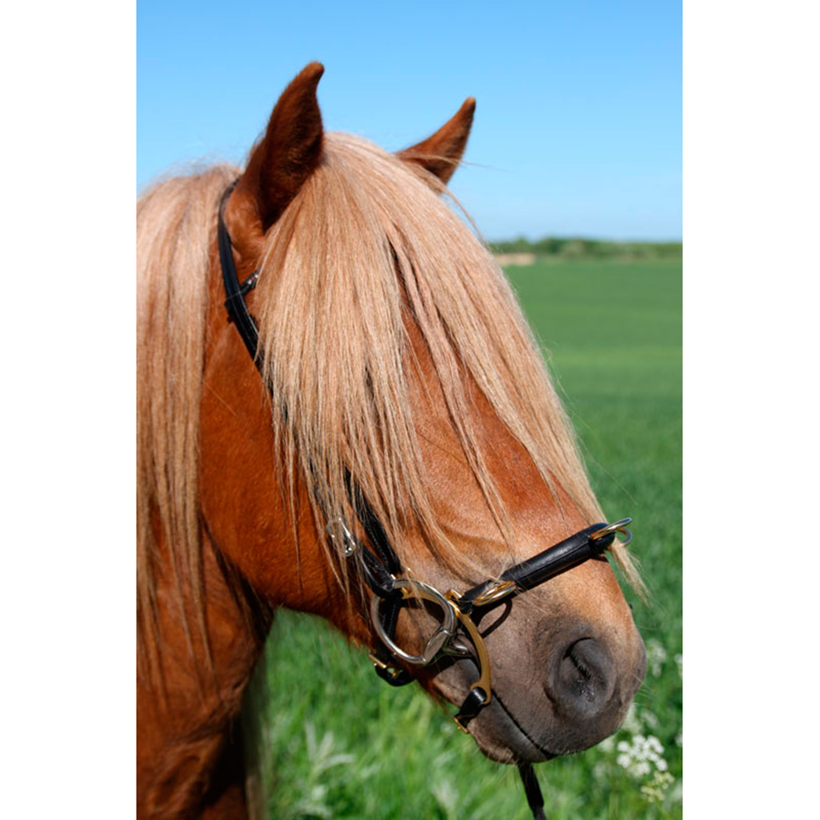 Karlslund Riding kapsun w. bar