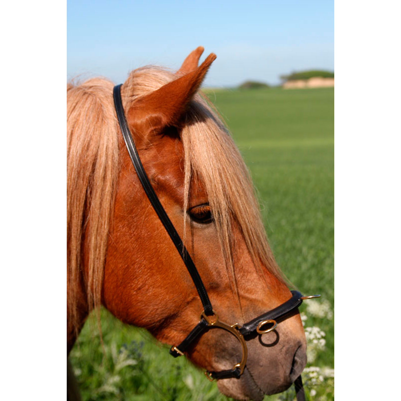 Karlslund Riding kapsun w. bar