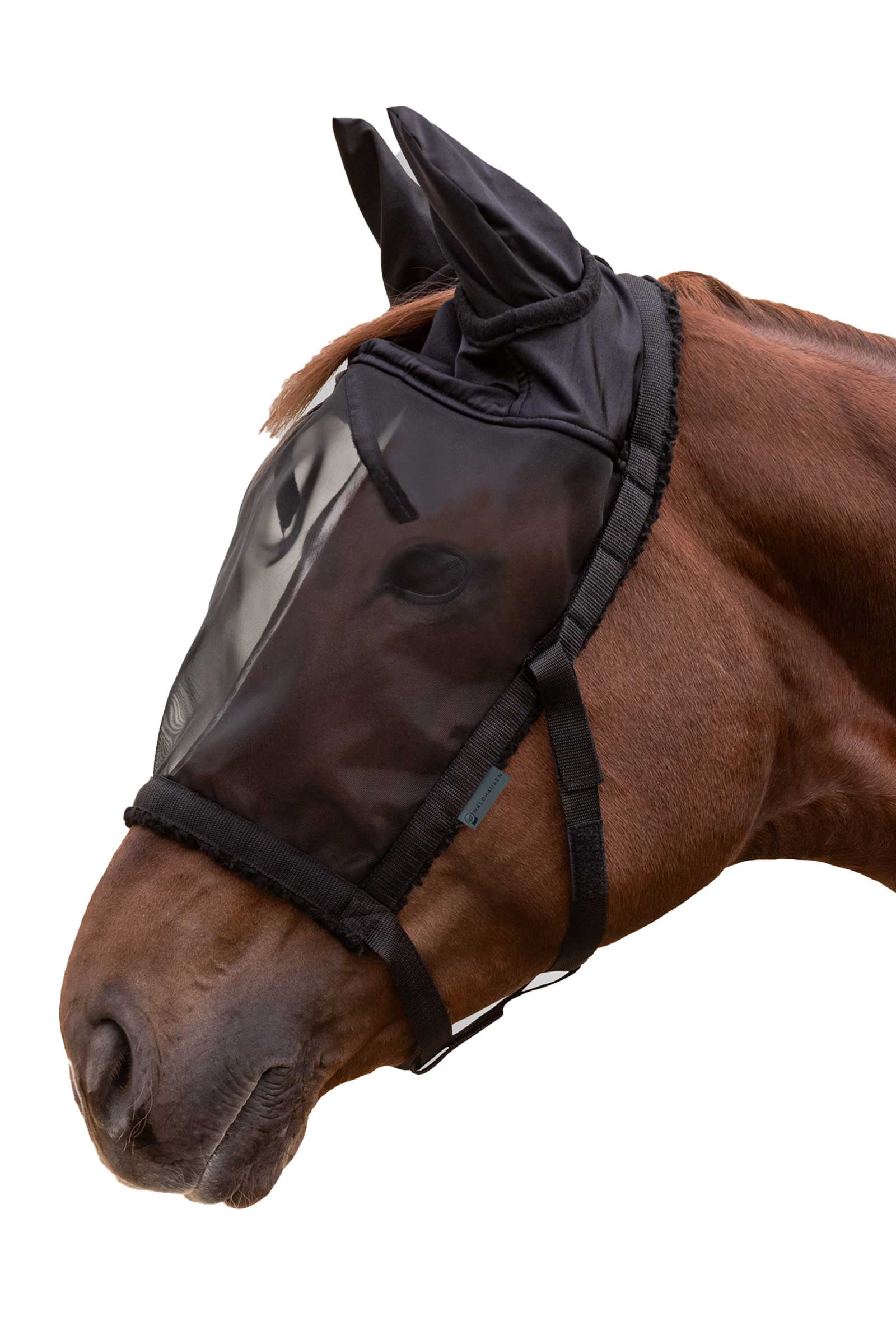 Black Waldhausen betesgrimma med flugmask