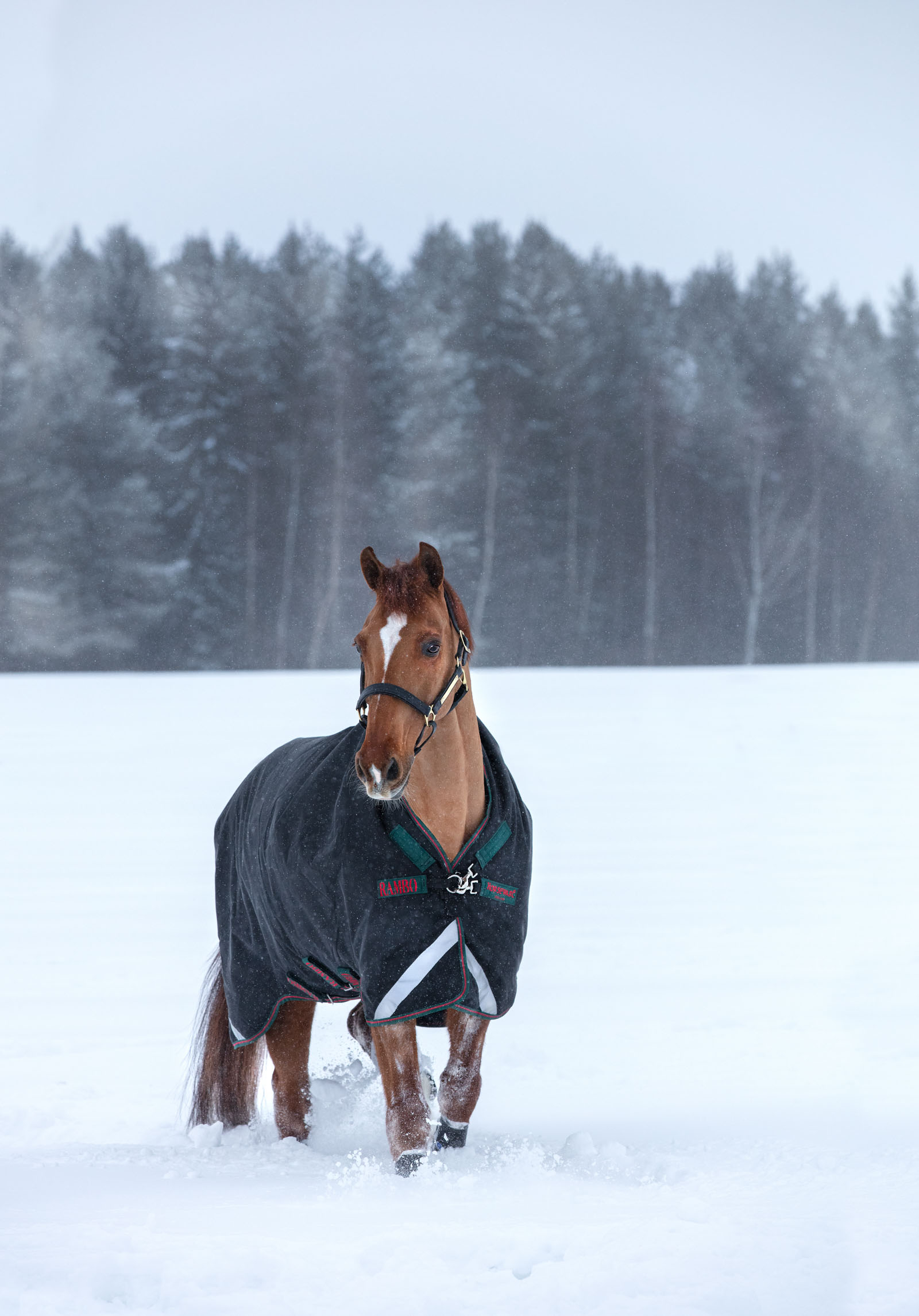Horseware Rambo Wug Heavy Turnout tjockt utetäcke, 400g