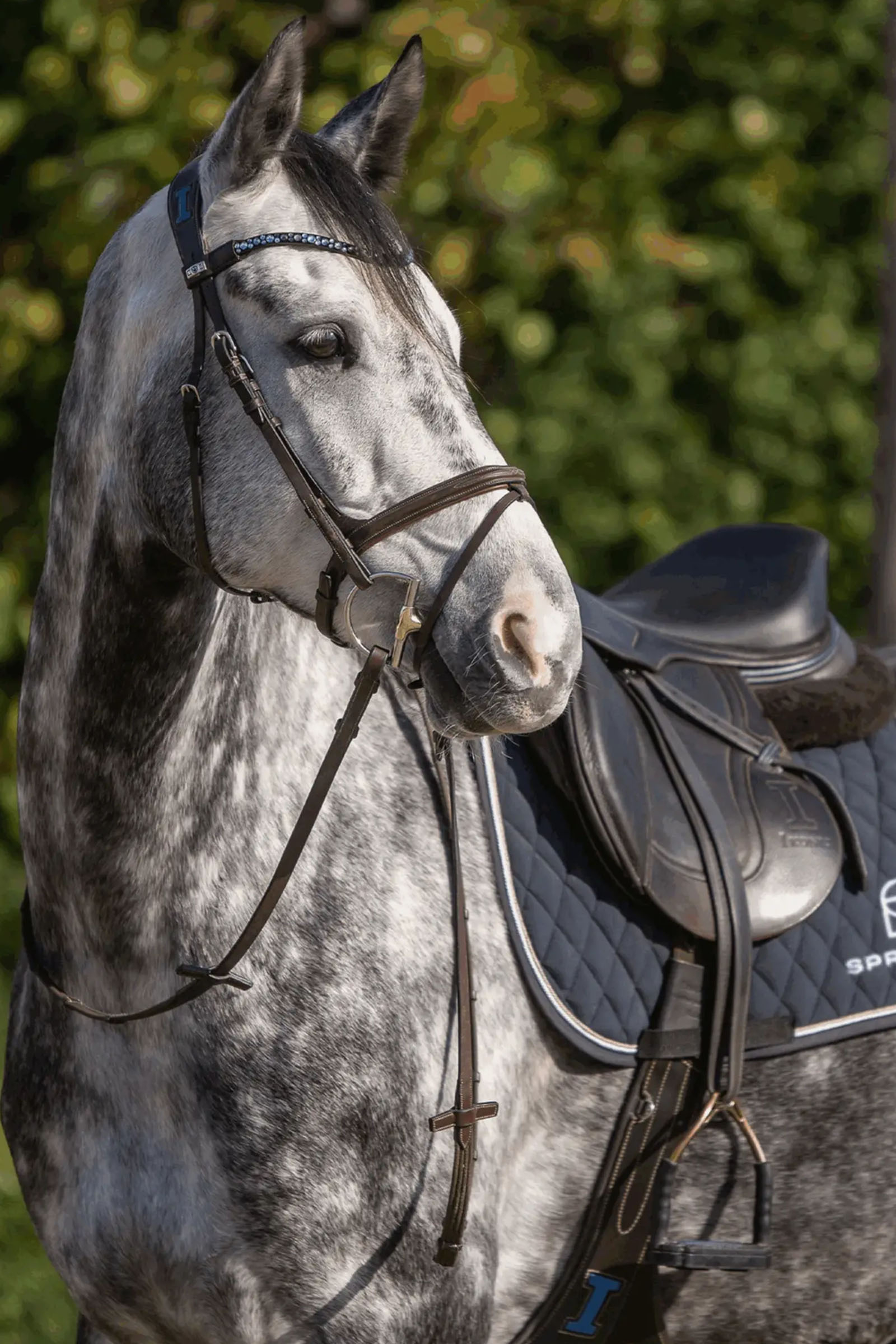 Sprenger Dynamic RS D-ringat Hunter bett, 14 mm, enkelbrutet, Sensogan, 70 mm D-ring