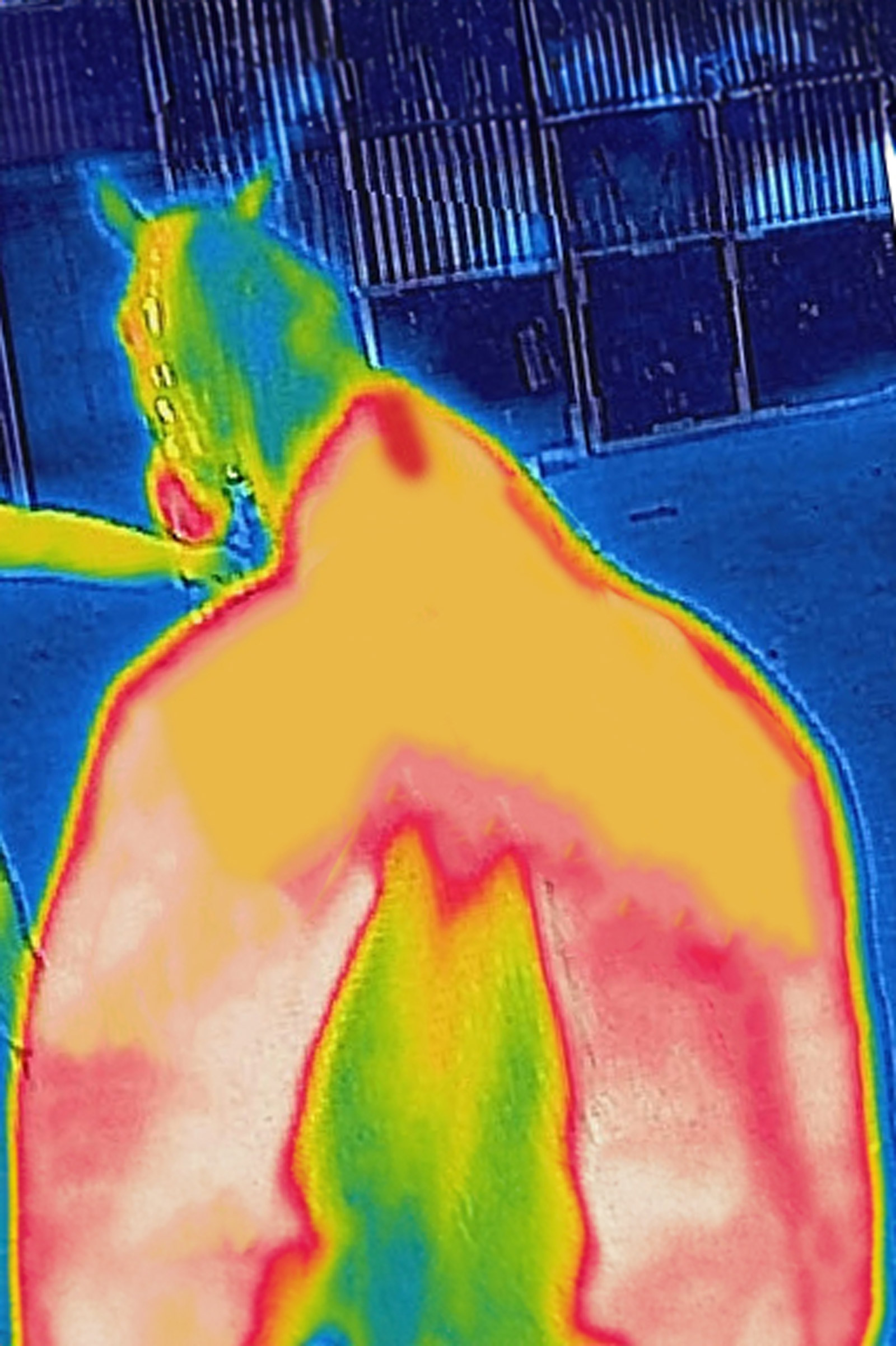 Bucas Therapy kyltäcke för ponny, 0 g