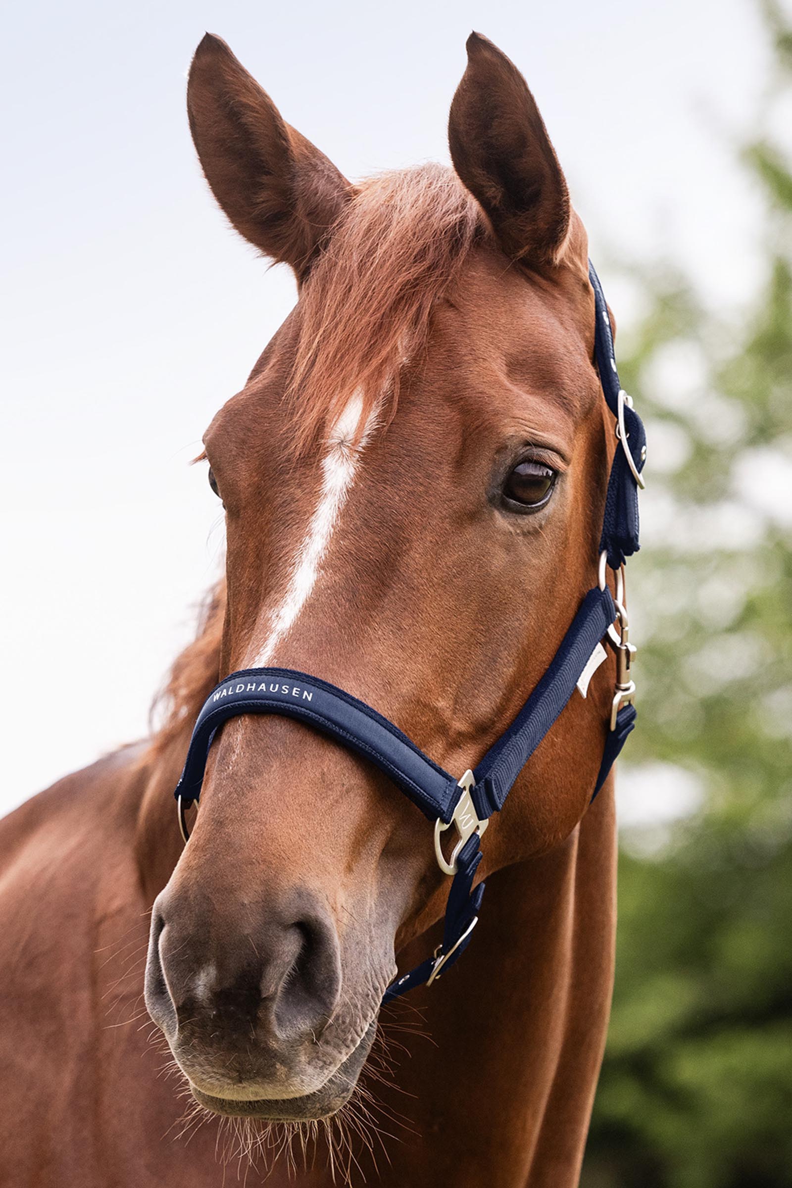 Waldhausen Athletic Grimma