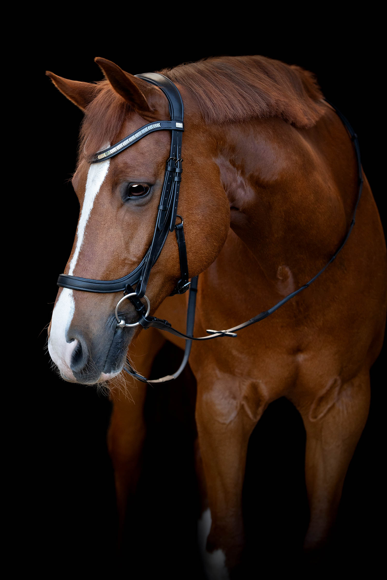 HorseGuard Tine Anatomic Bridle