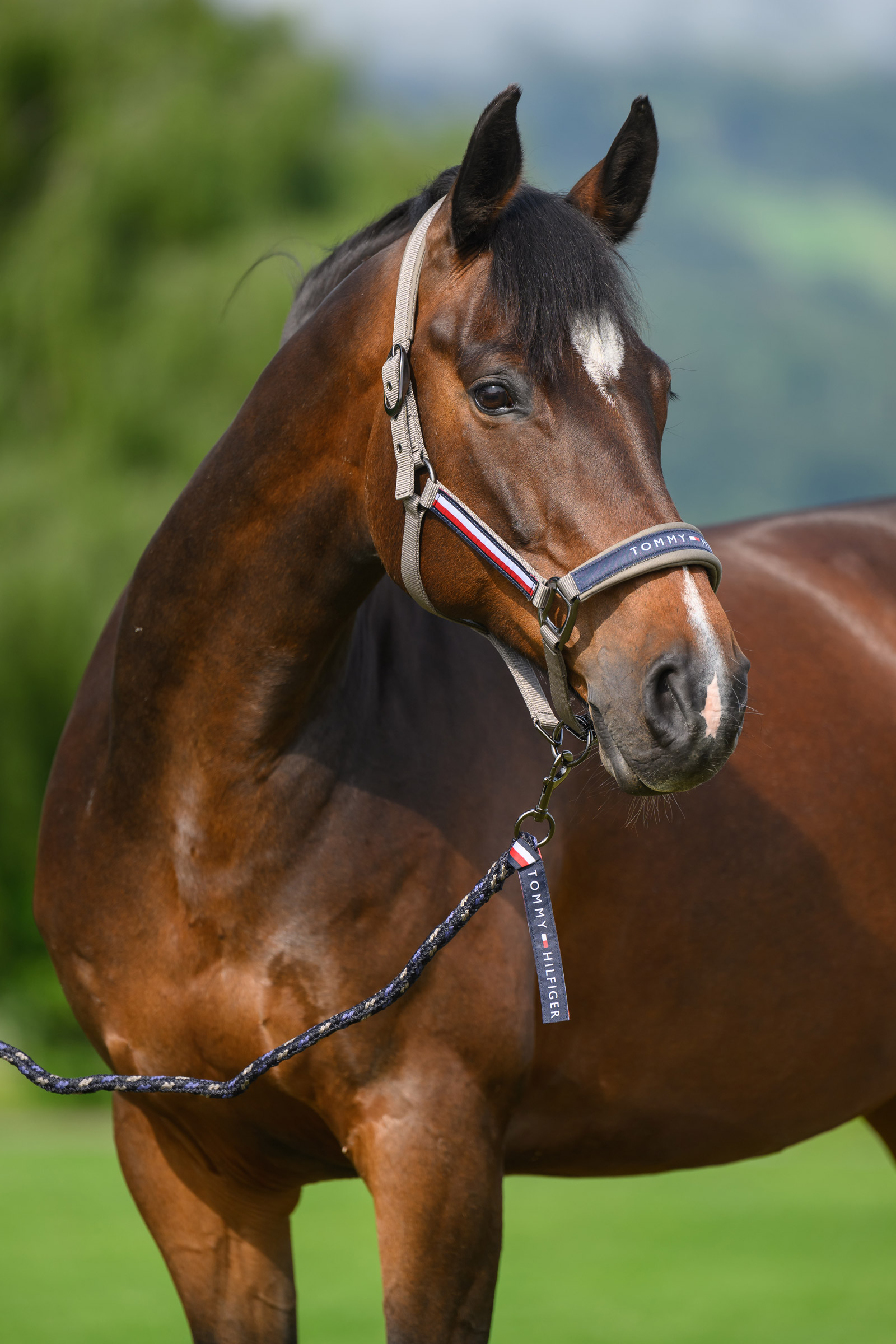 Ash Tommy Hilfiger Equestrian Yale grimma- och grimskaftset