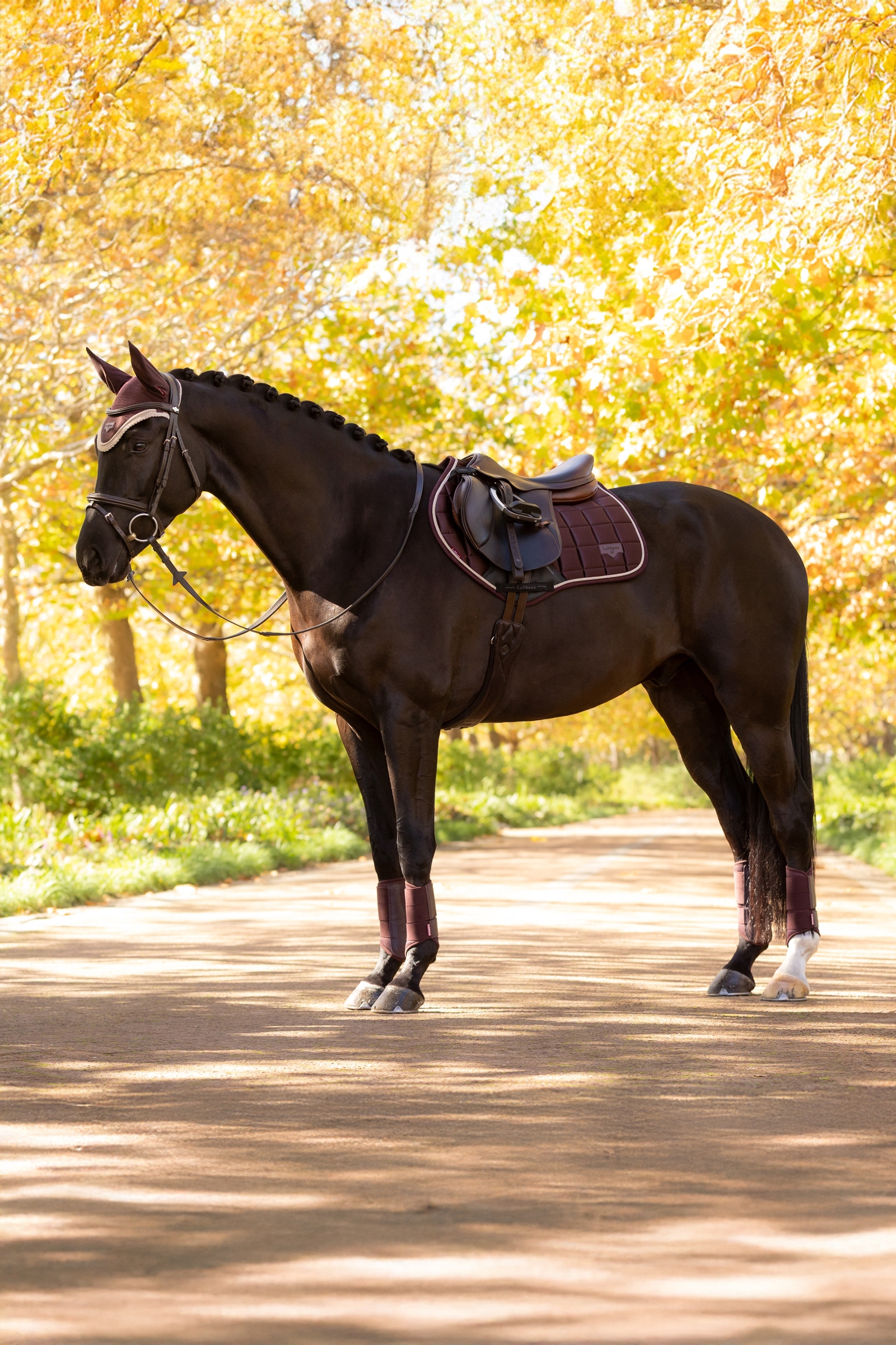 LeMieux Loire Square CC Hoppschabrak