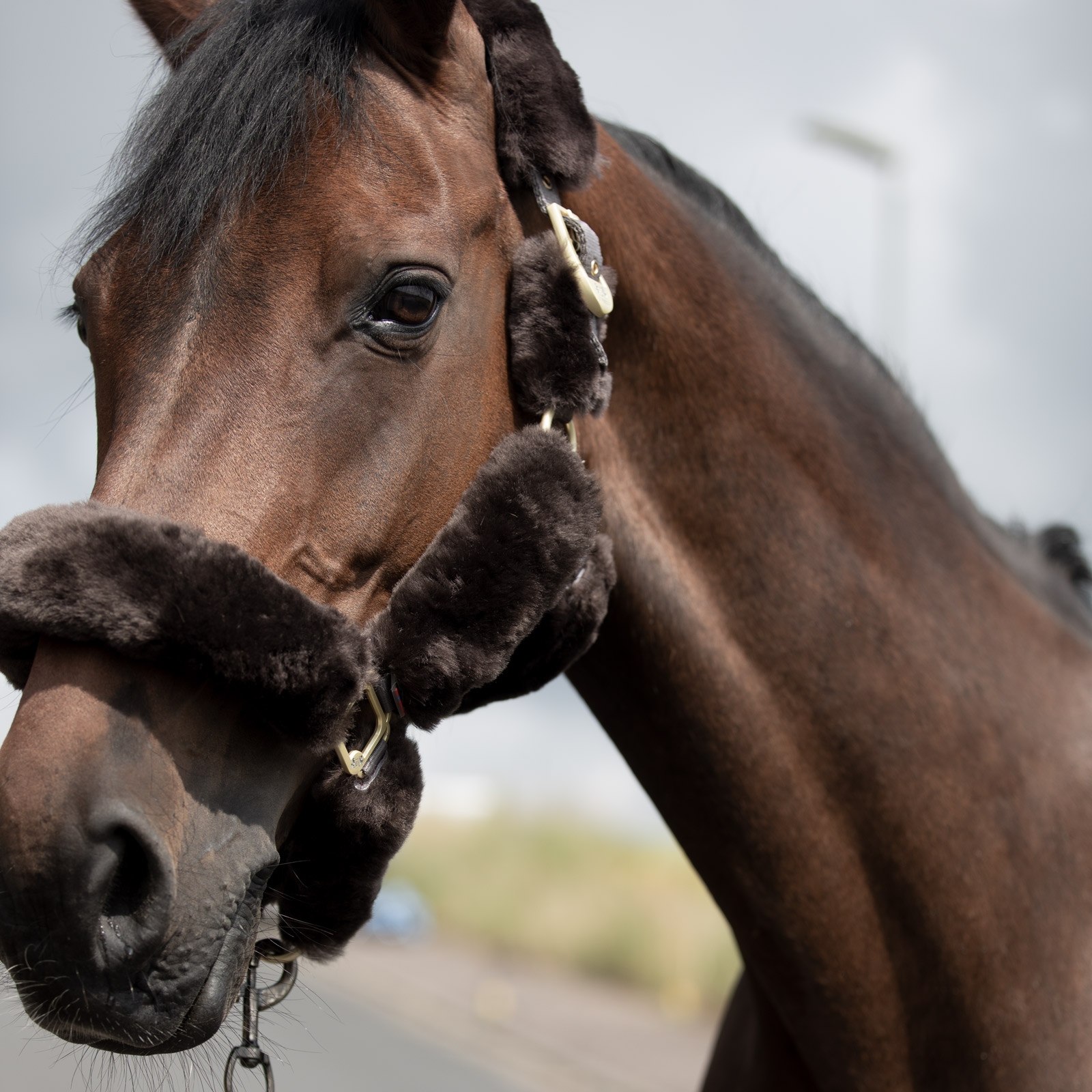 B Vertigo Tremblant grimma med f&aring;rskinn