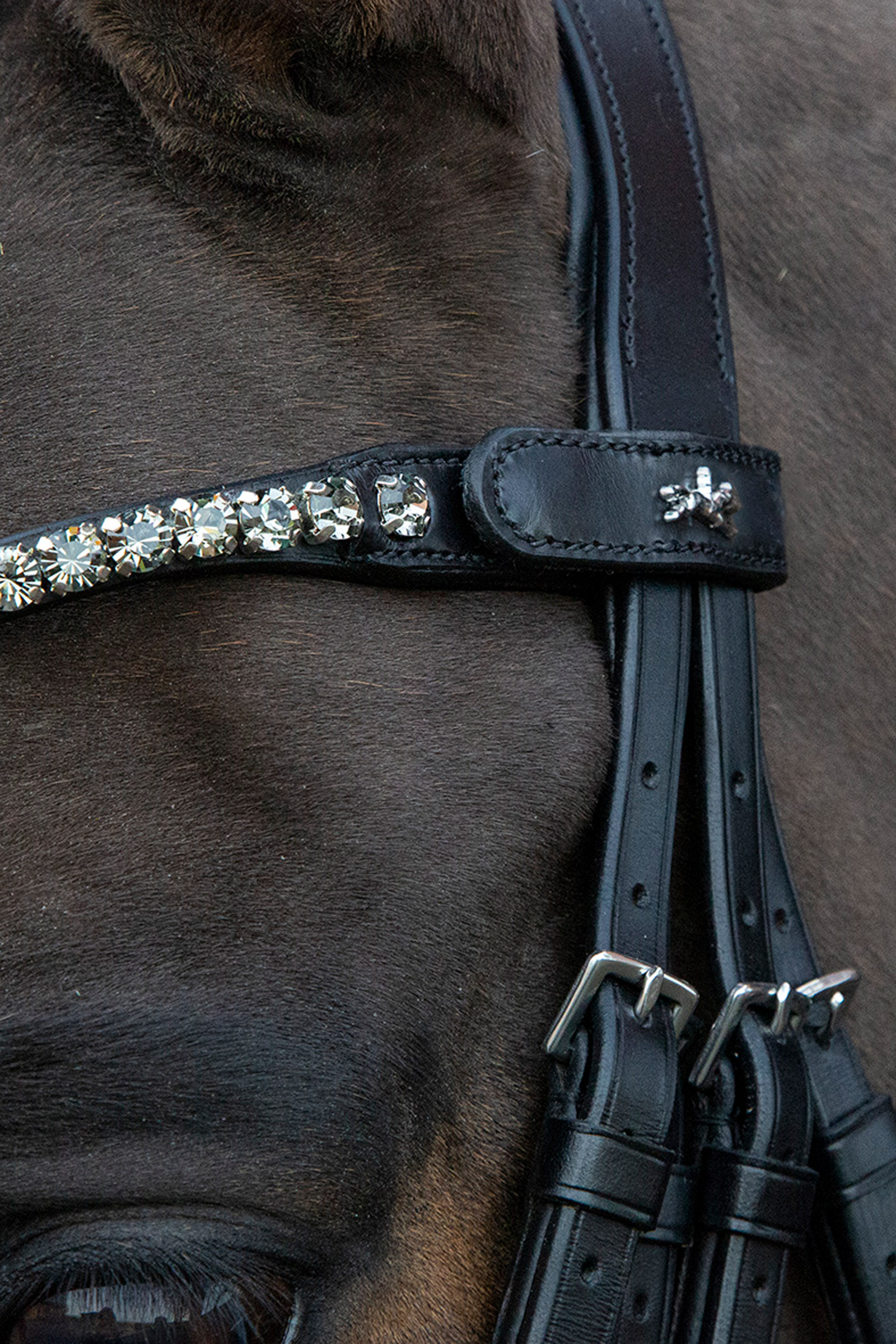 Schockemöhle Sports Milazzo Kandarbett