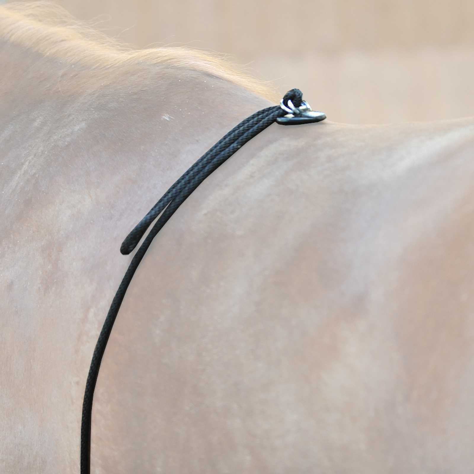 Kavalkade HO longerhjälp