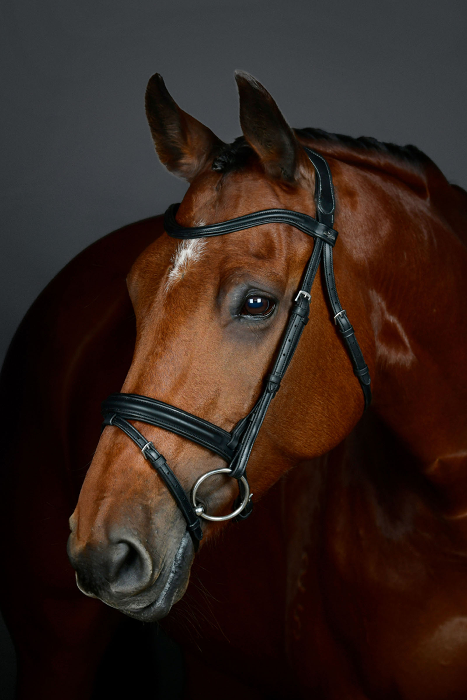 Black Collegiate Comfitec Opulux enkel vadderad träns med kombinerad hannoveransk nosgrimma