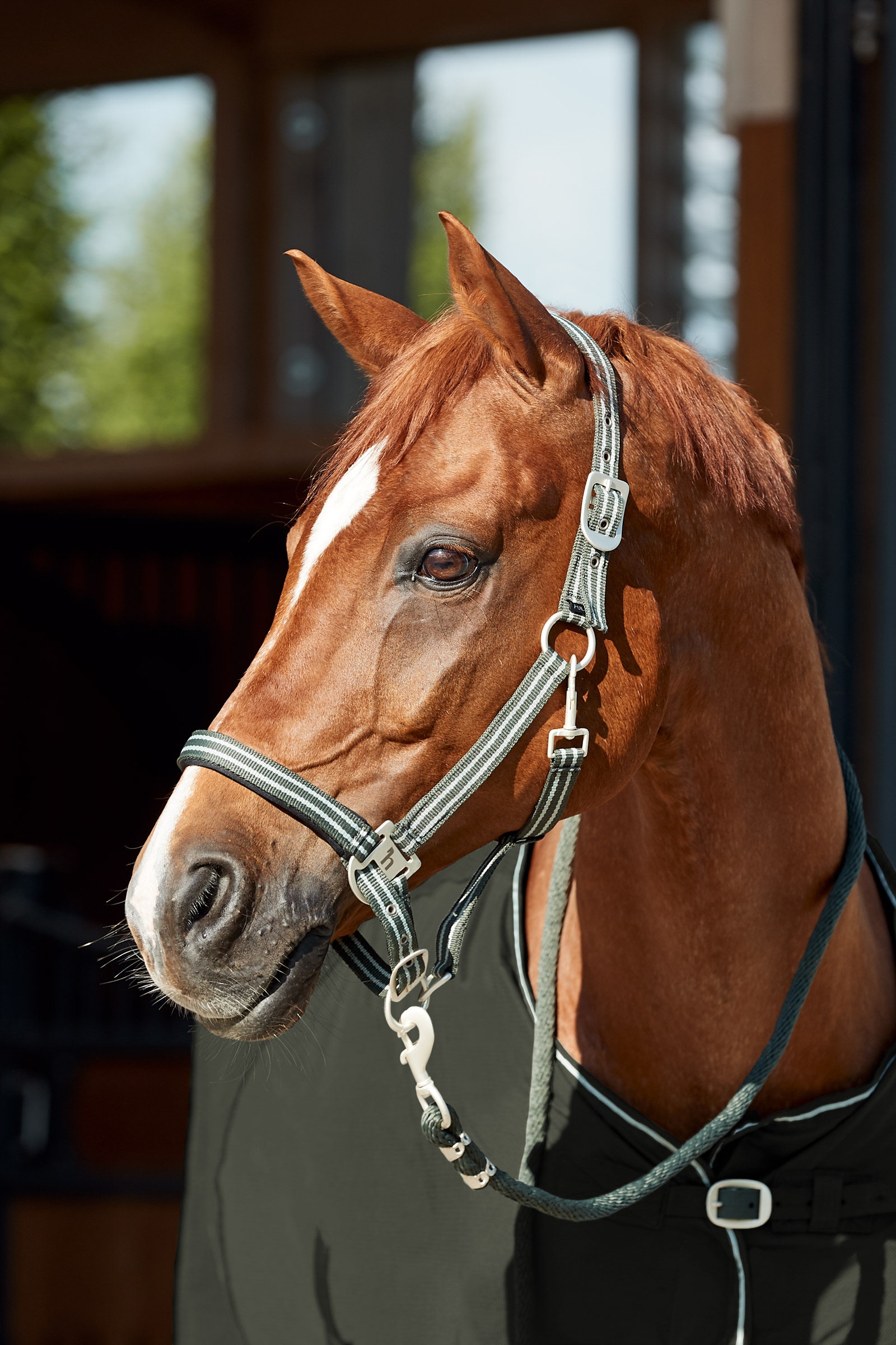 Horze Bari grimma & grimskaft set