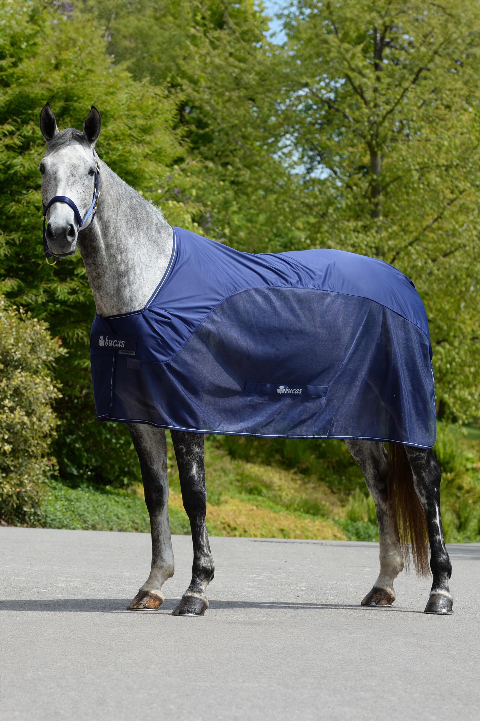 Bucas Competition Cooler