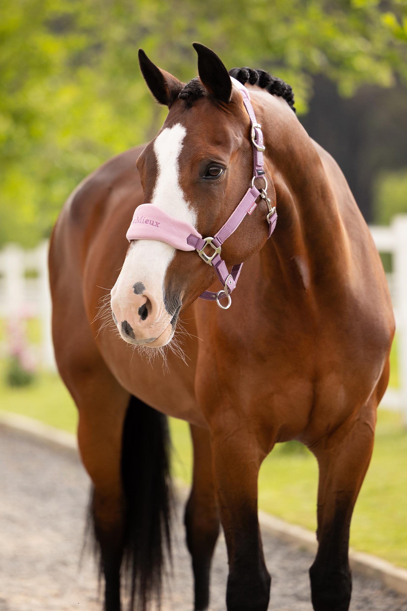 LeMieux Vogue grimma och grimskaft set