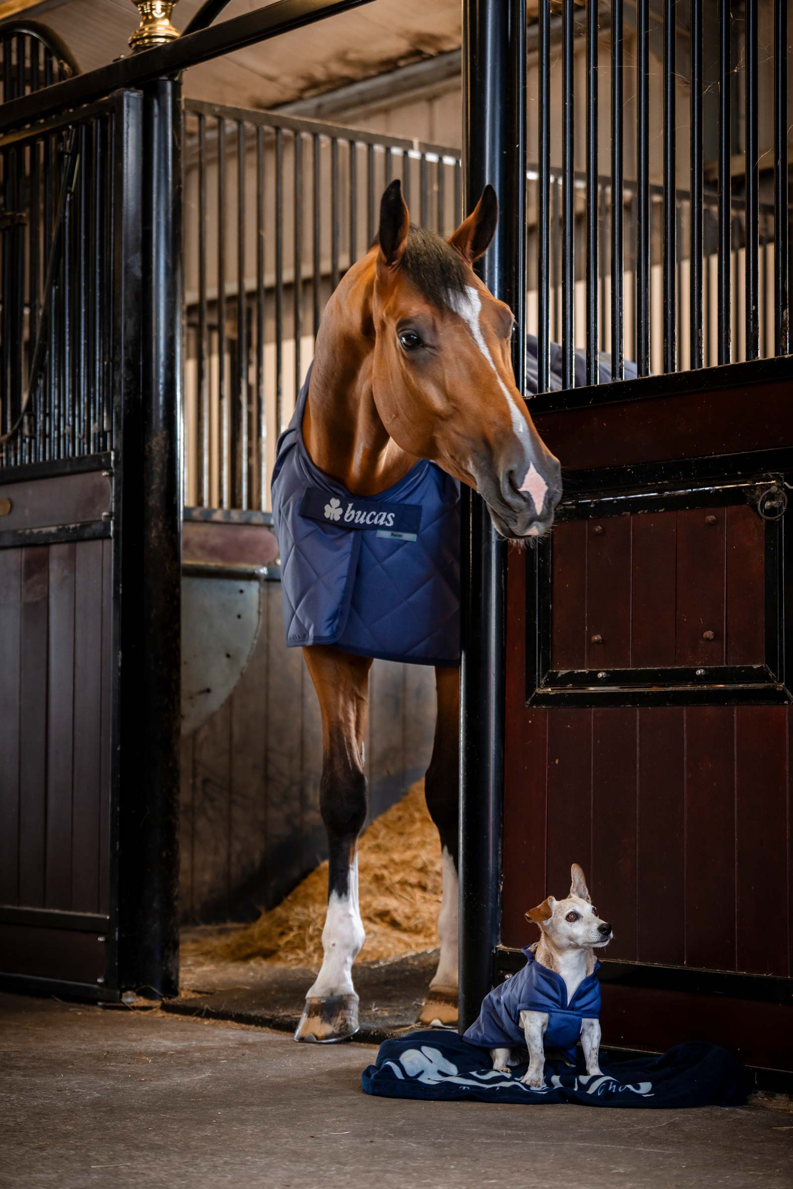 Bucas Mysig Hundt&auml;cke