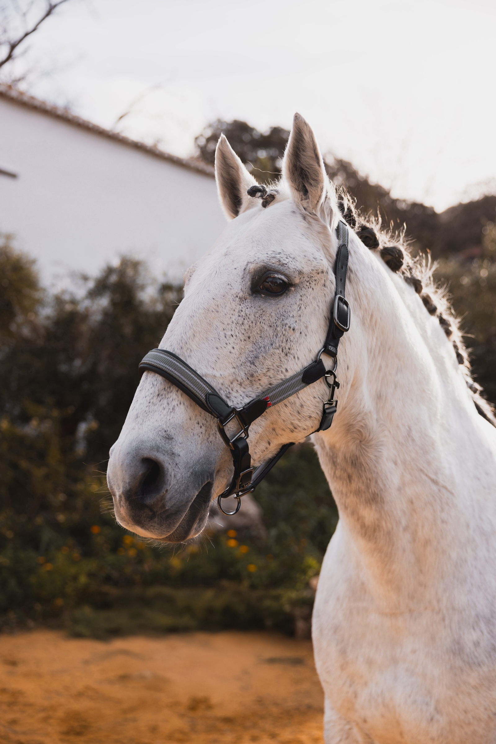 B Vertigo Lennox l&auml;derhalster