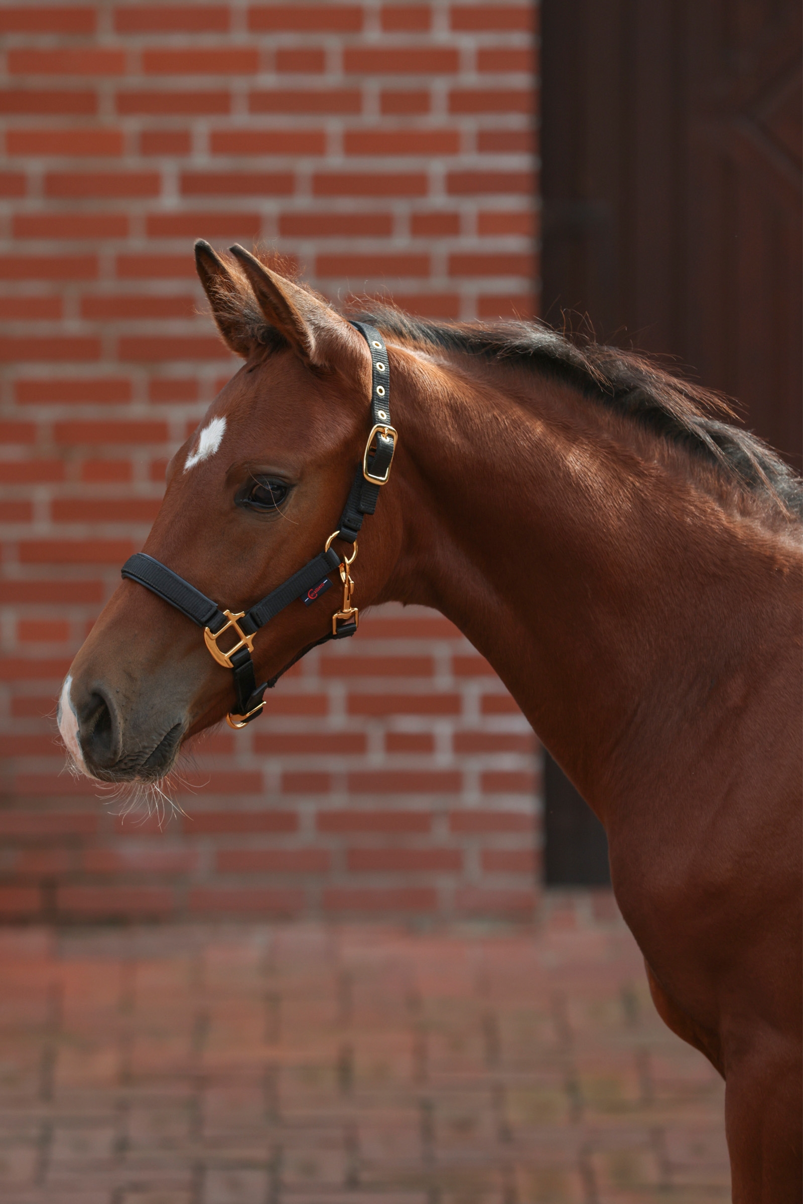 Black Covalliero TopLine fölgrimma