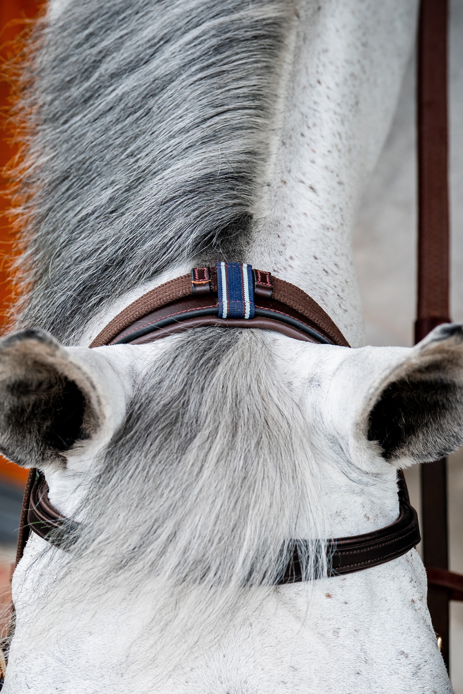 Horseware Micklem 2 Multi Träns