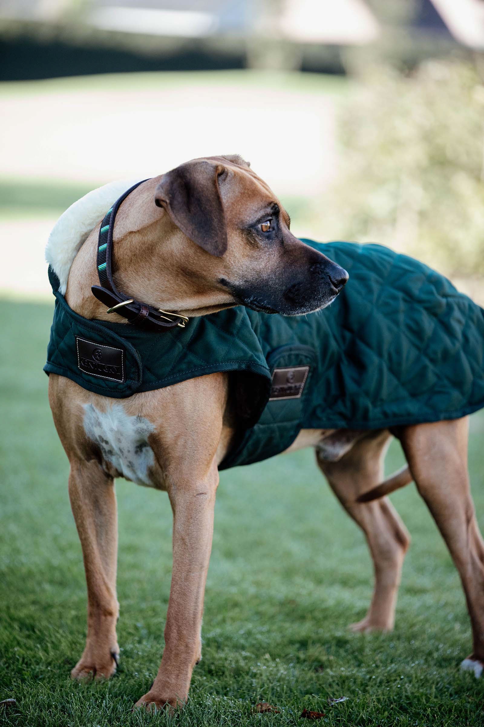 Dark Green Kentucky Dogwear hundtäcke