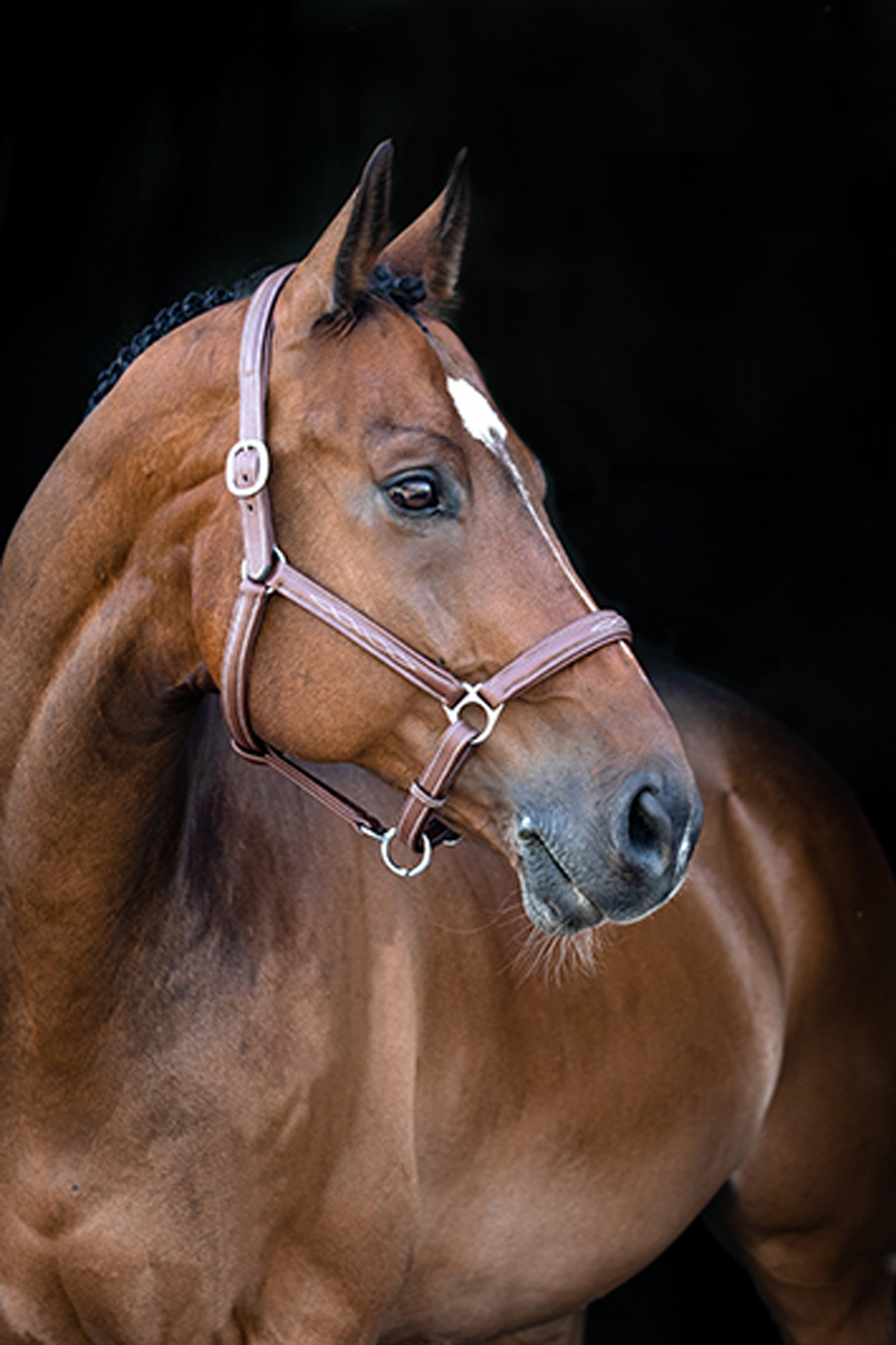 Horze Warren mjuk lädergrimma