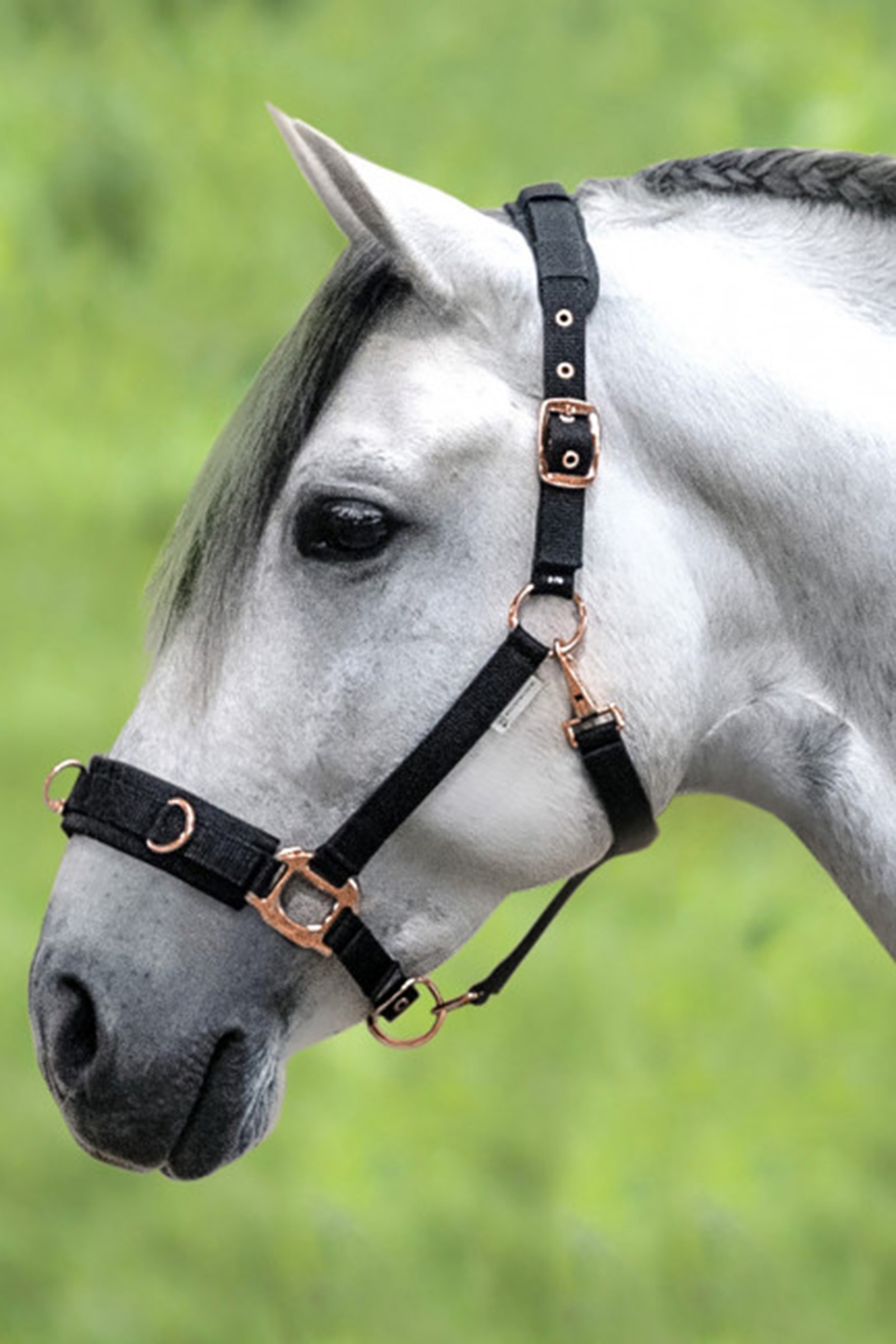 Waldhausen Rosé Lunging Halter
