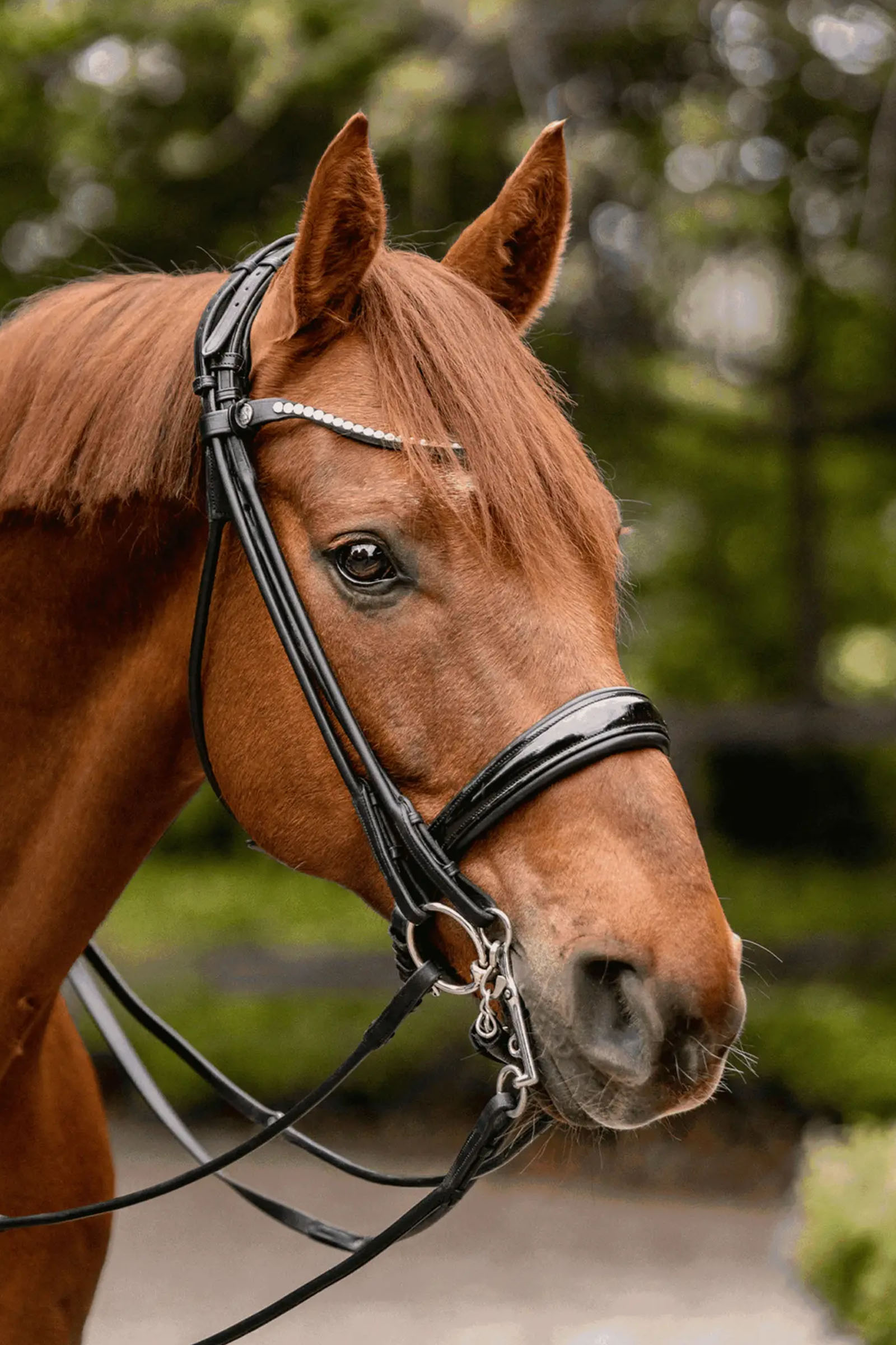 Sprenger Novocontact Weymouth 14mm Sensogan med 5cm rostfria skänklar