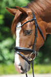 Kavalkade Grey Bridle