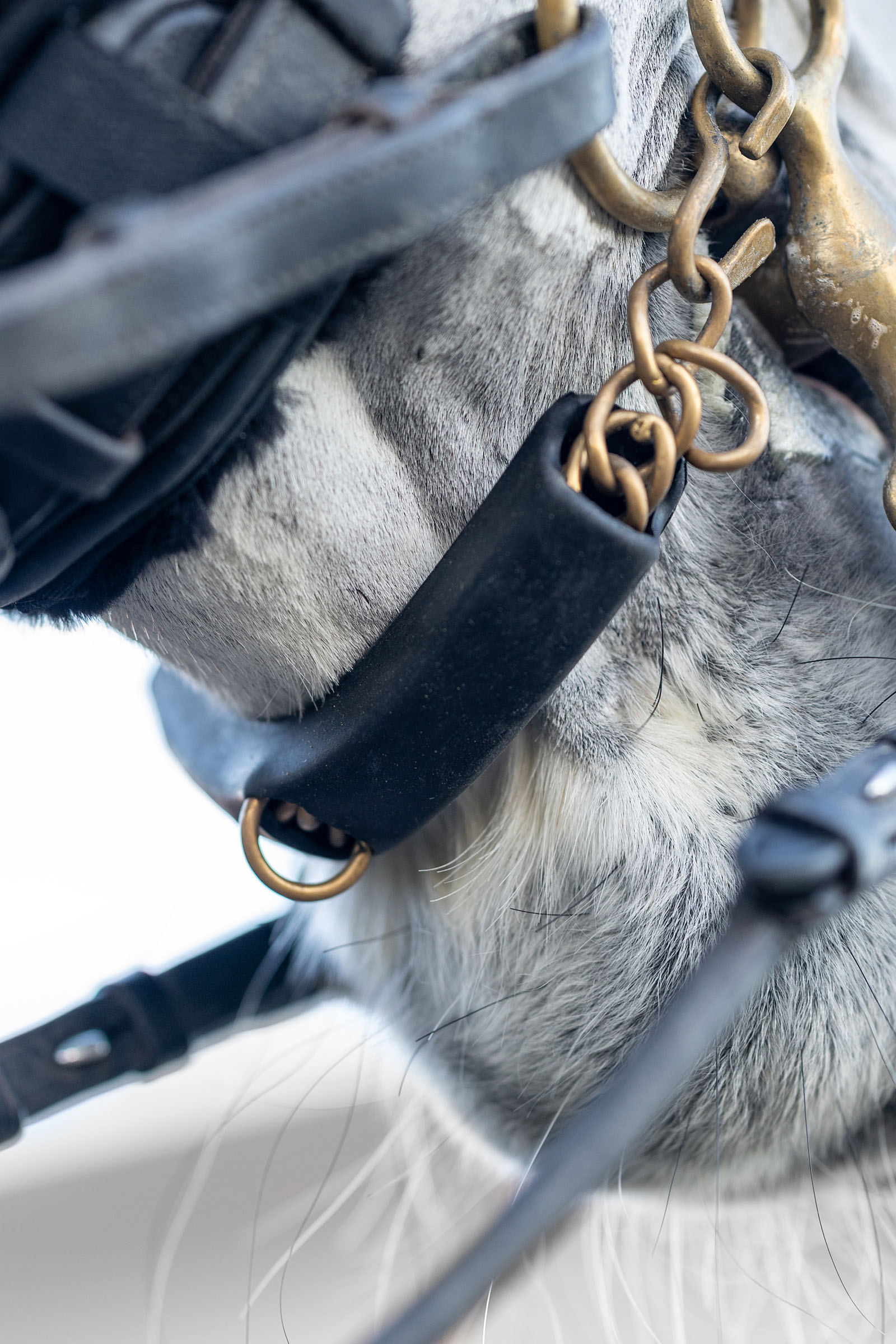 LeMieux k&auml;kkedjeskydd