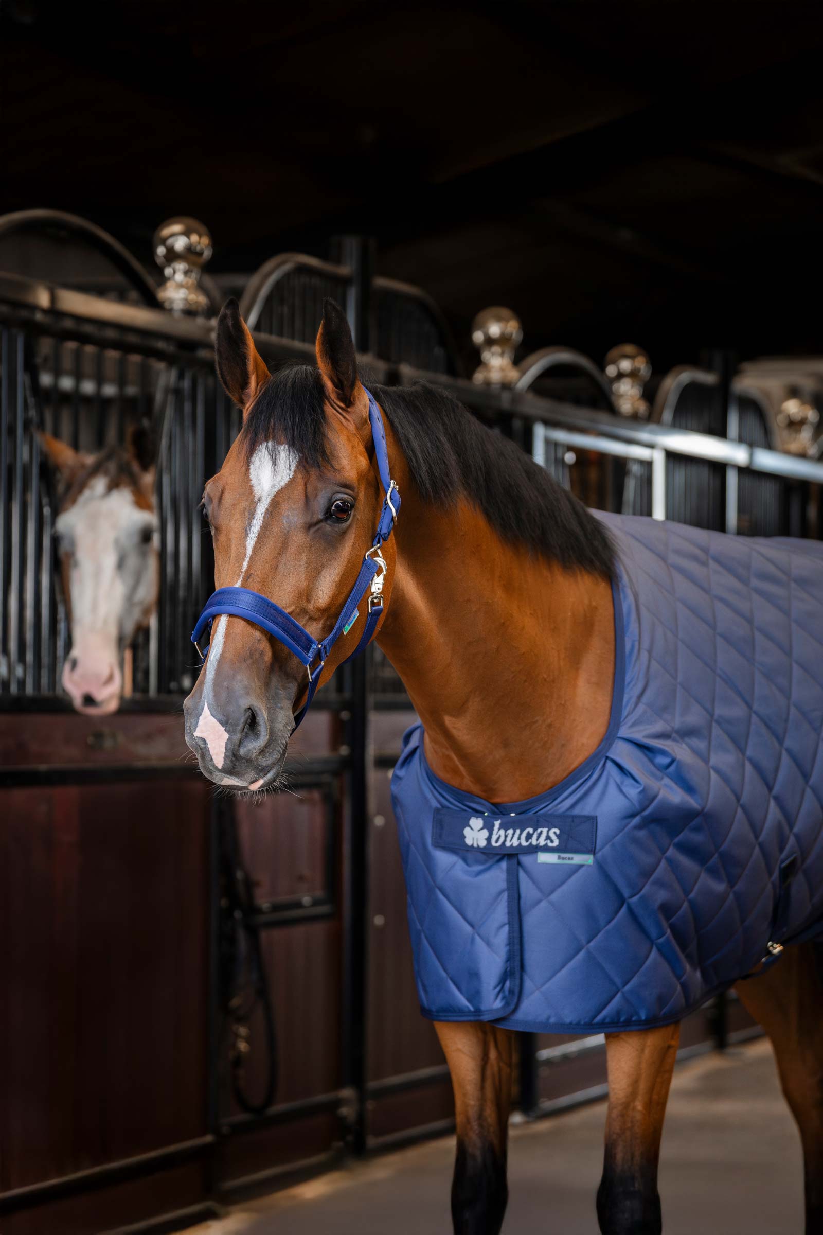 Bucas mysig stabil matta