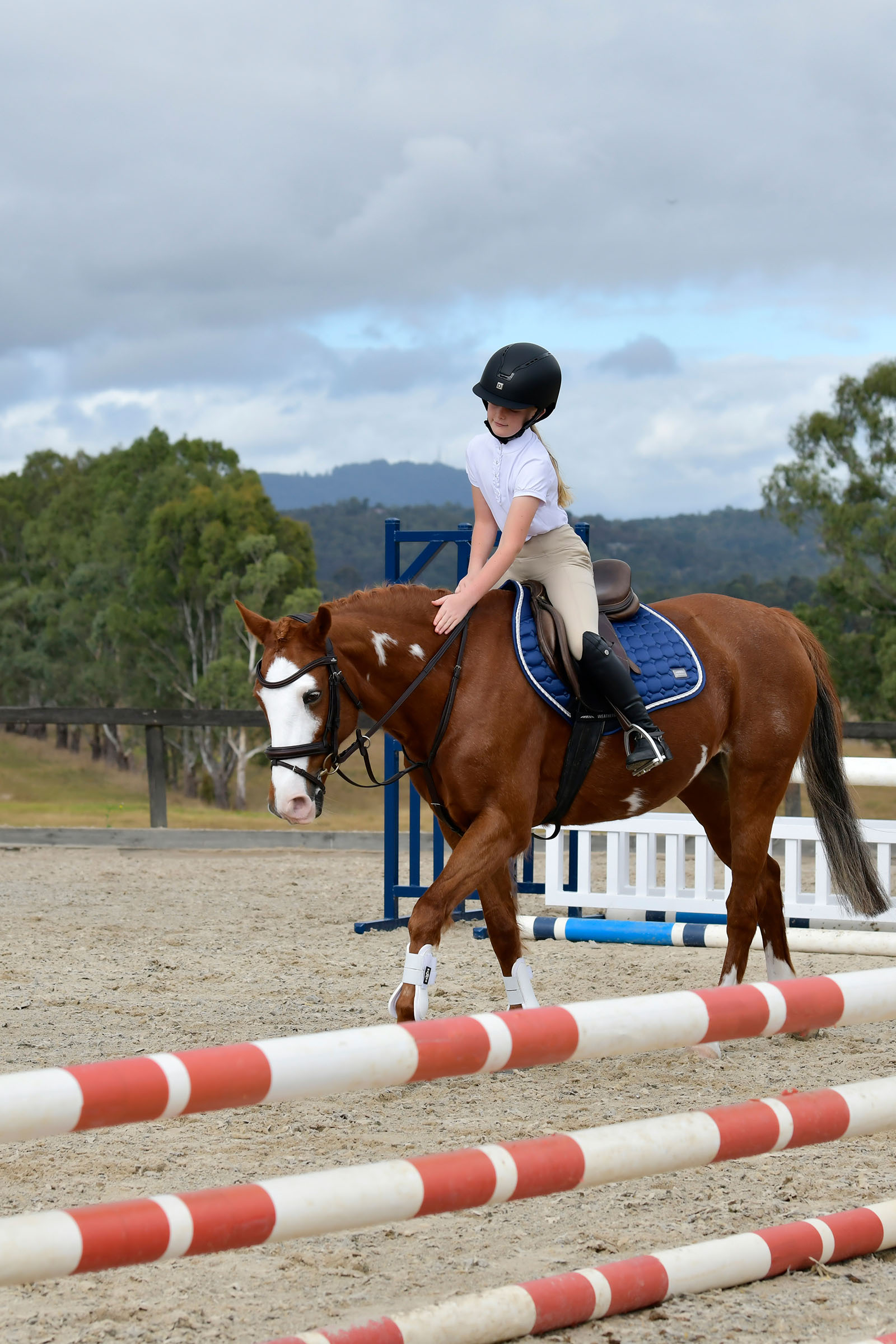 Collegiate Comfitec Opulux enkel vadderad träns med kombinerad hannoveransk nosgrimma
