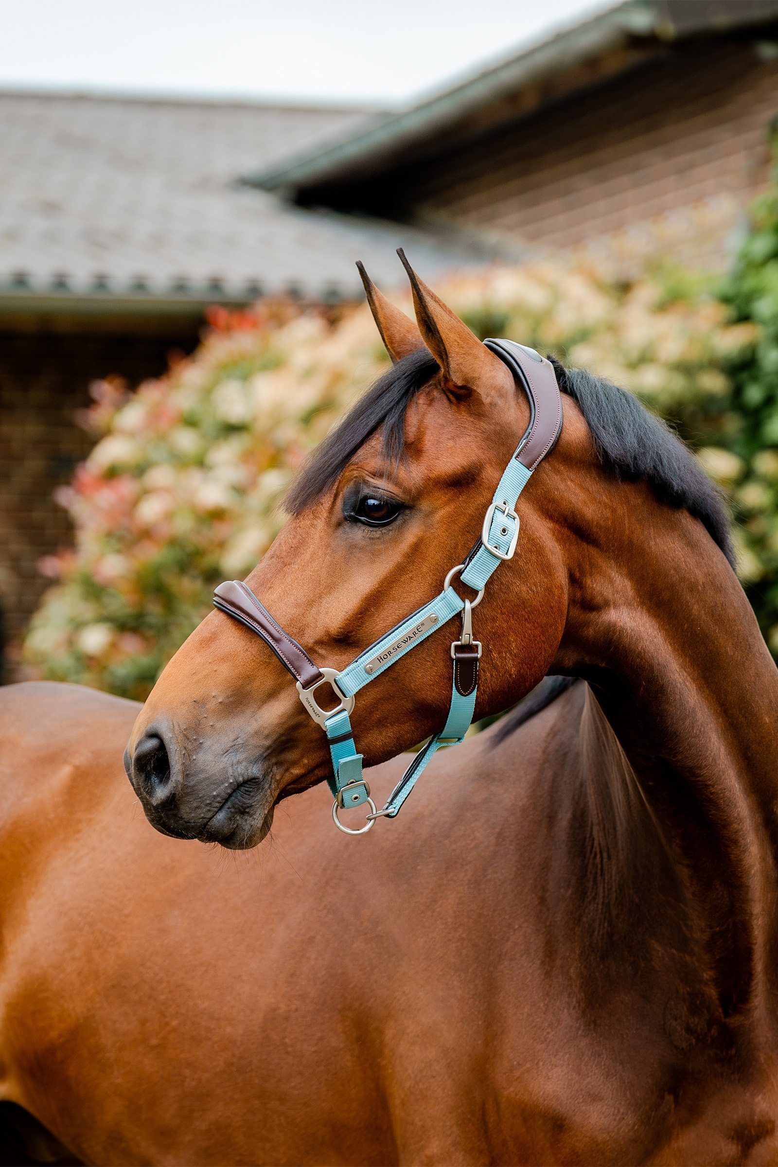 Brown/Blue Haze Horseware Signature Show Halter